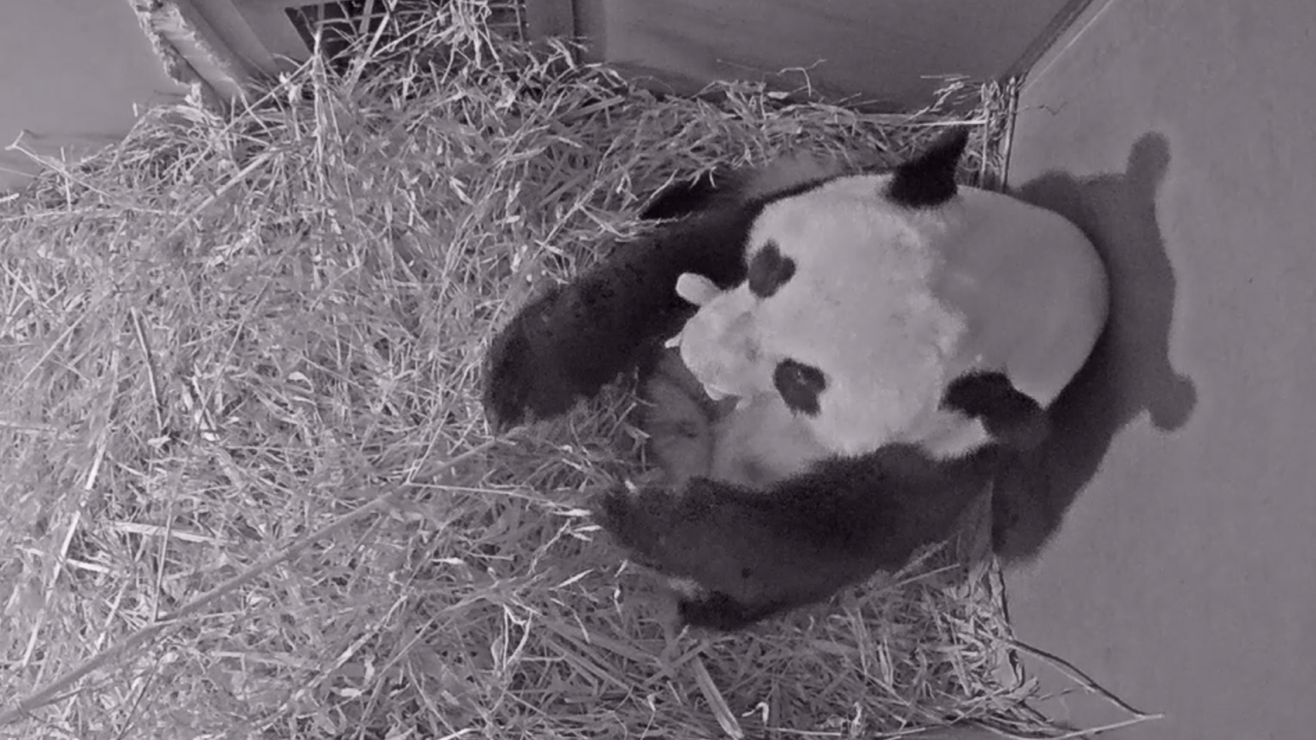 Giant panda Wu Wen holds her newly born cub at Ouwehands Zoo in Rhenen, Netherlands
