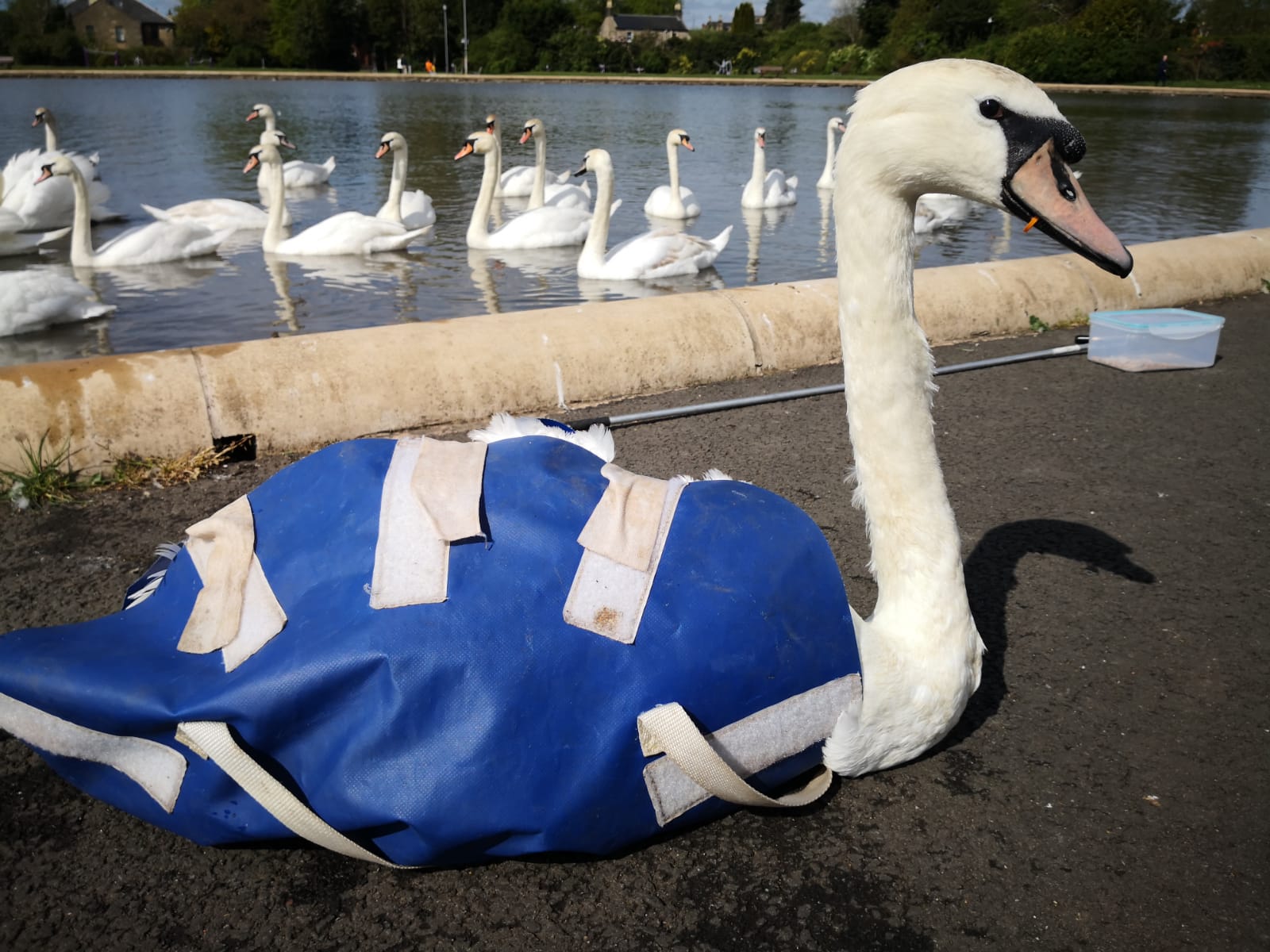 Swan in bag