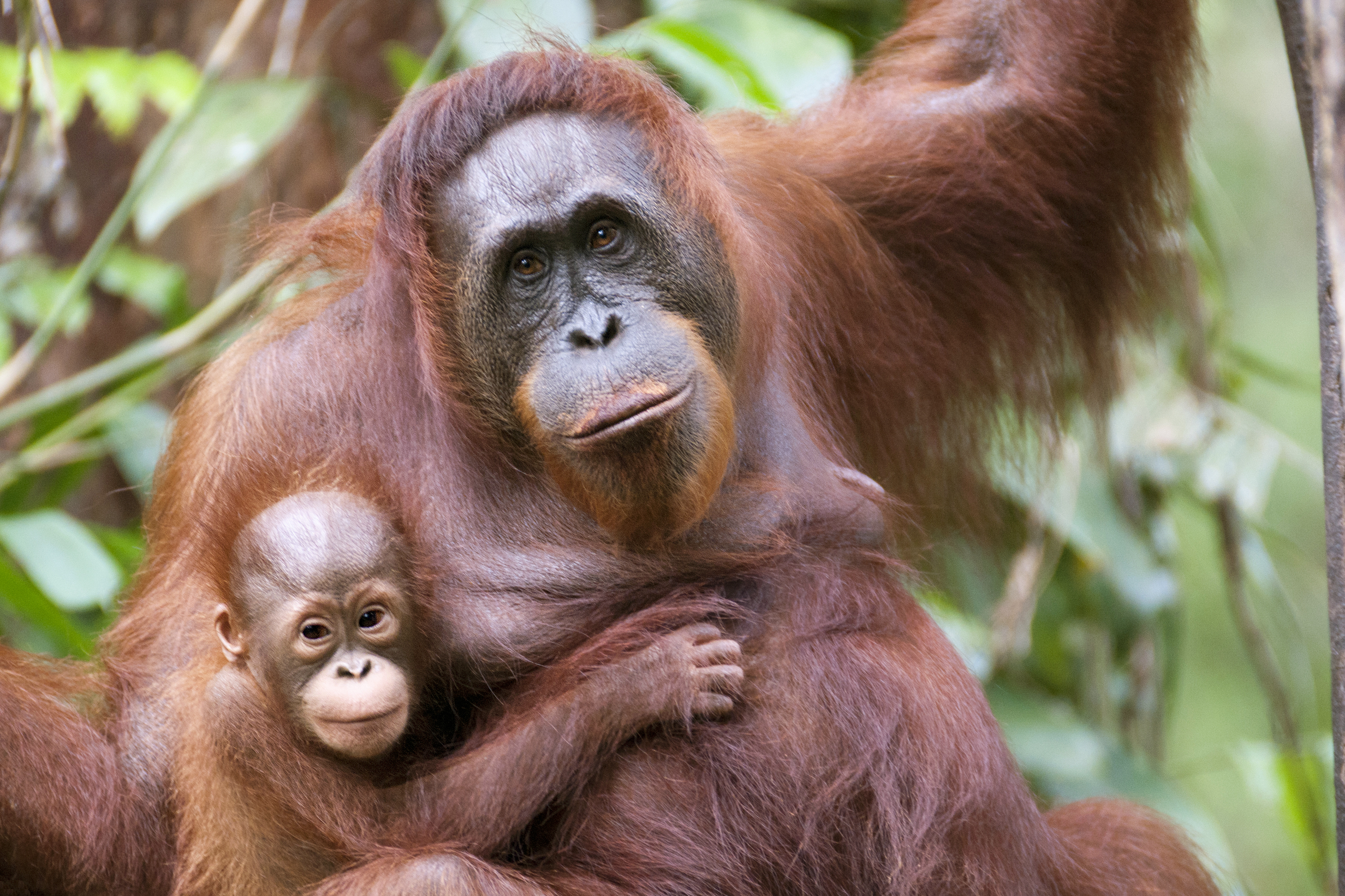 Orangutan and baby