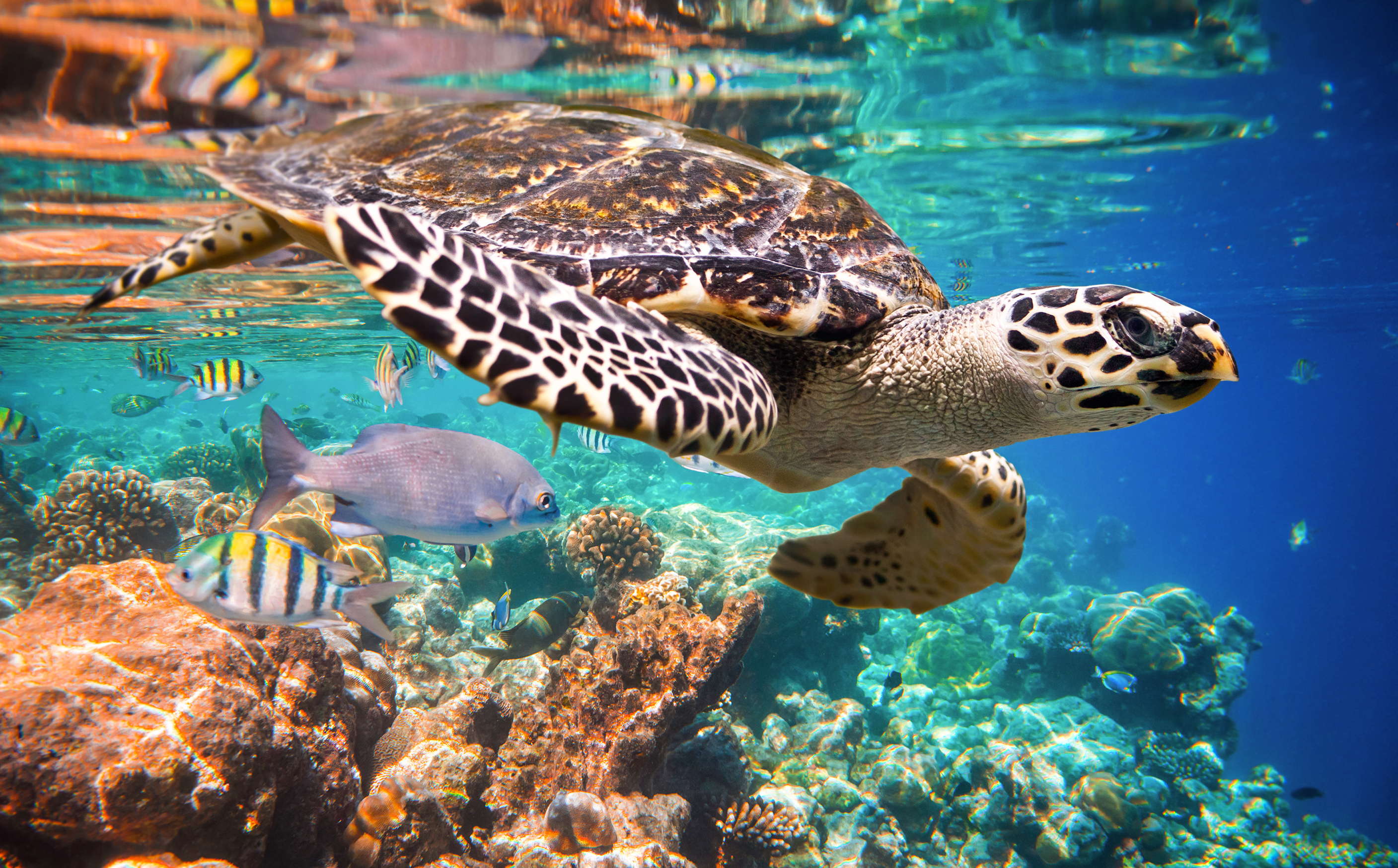 Hawksbill Turtle