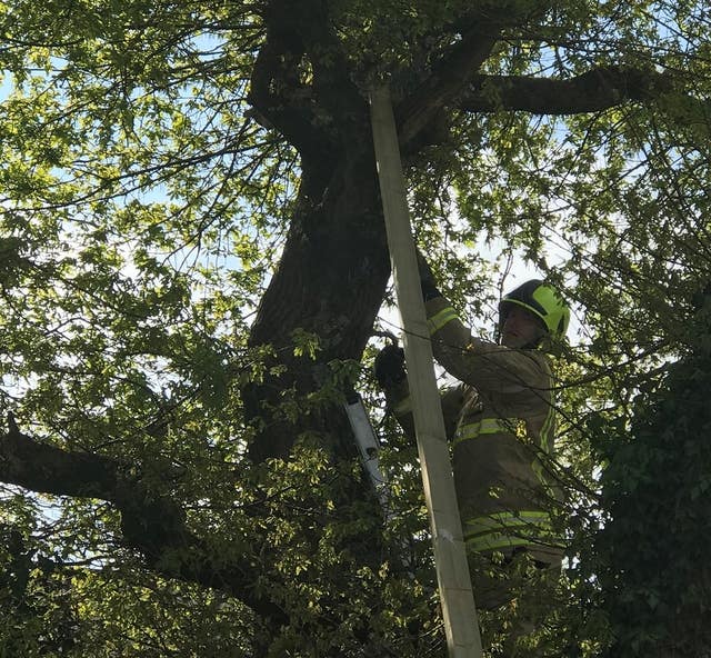 Cat rescued after 36 hours stuck up a tree in Cardiff Shropshire Star