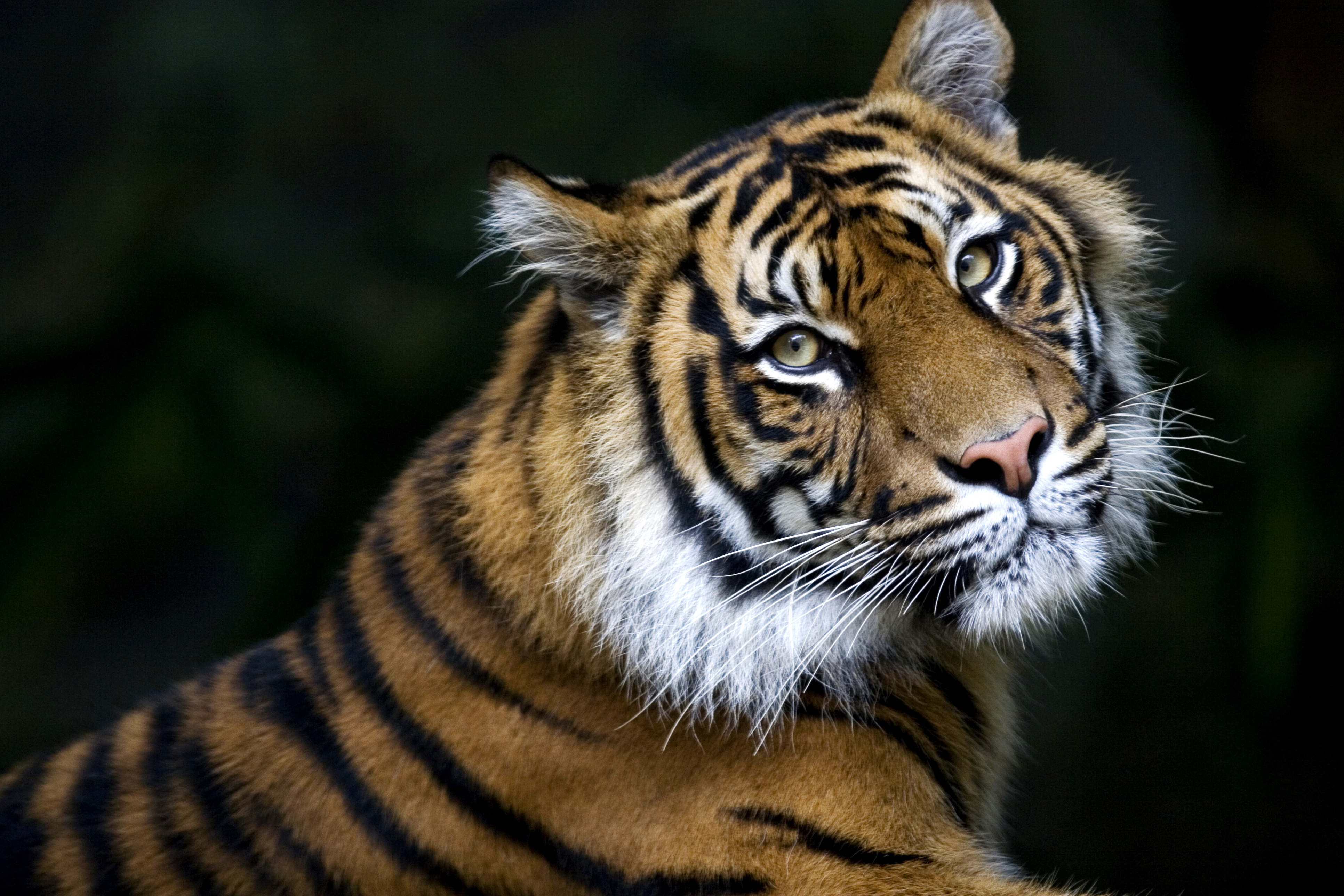 Sumatran Tiger