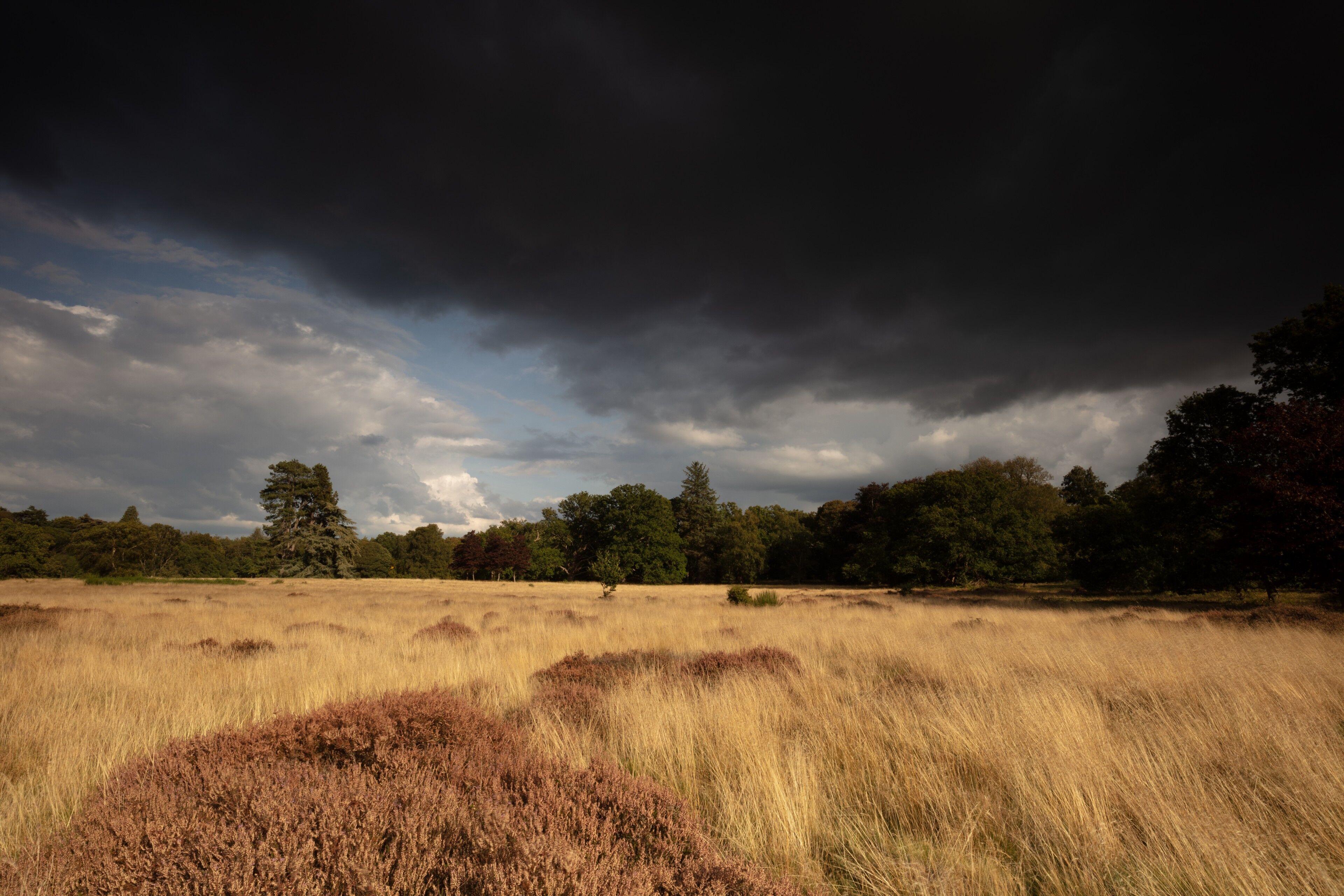 Acid heathland at Wild Ken Hill (Wild Ken Hill/PA)