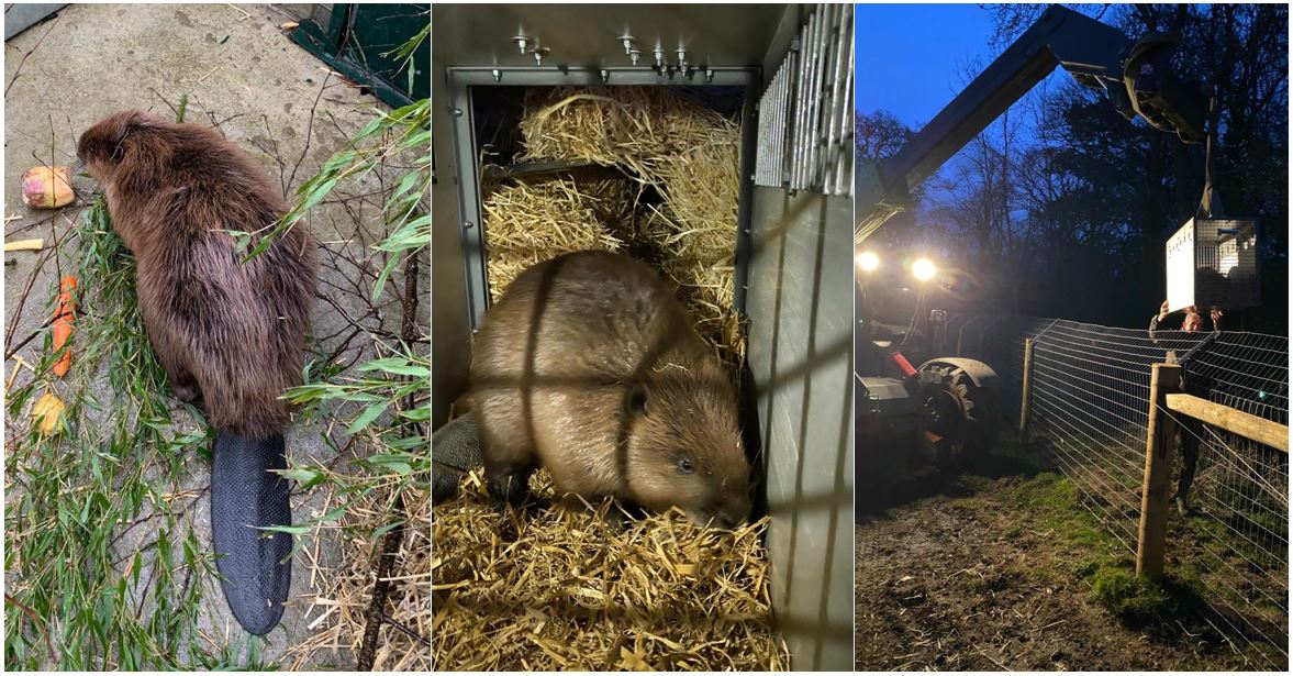 Beavers have been released into an enclosure on the land (Wild Ken Hill/PA)