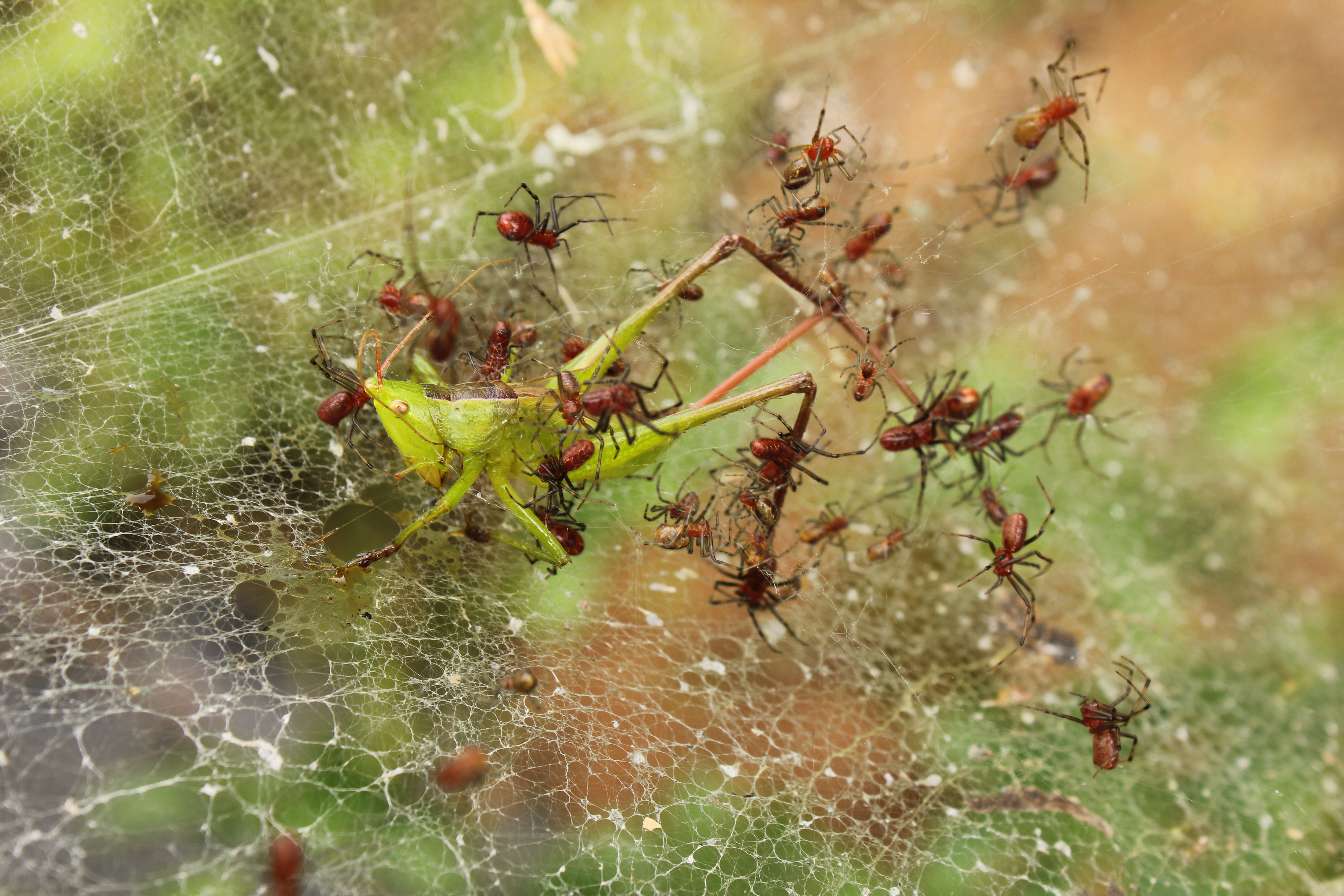 Social spiders catching prey