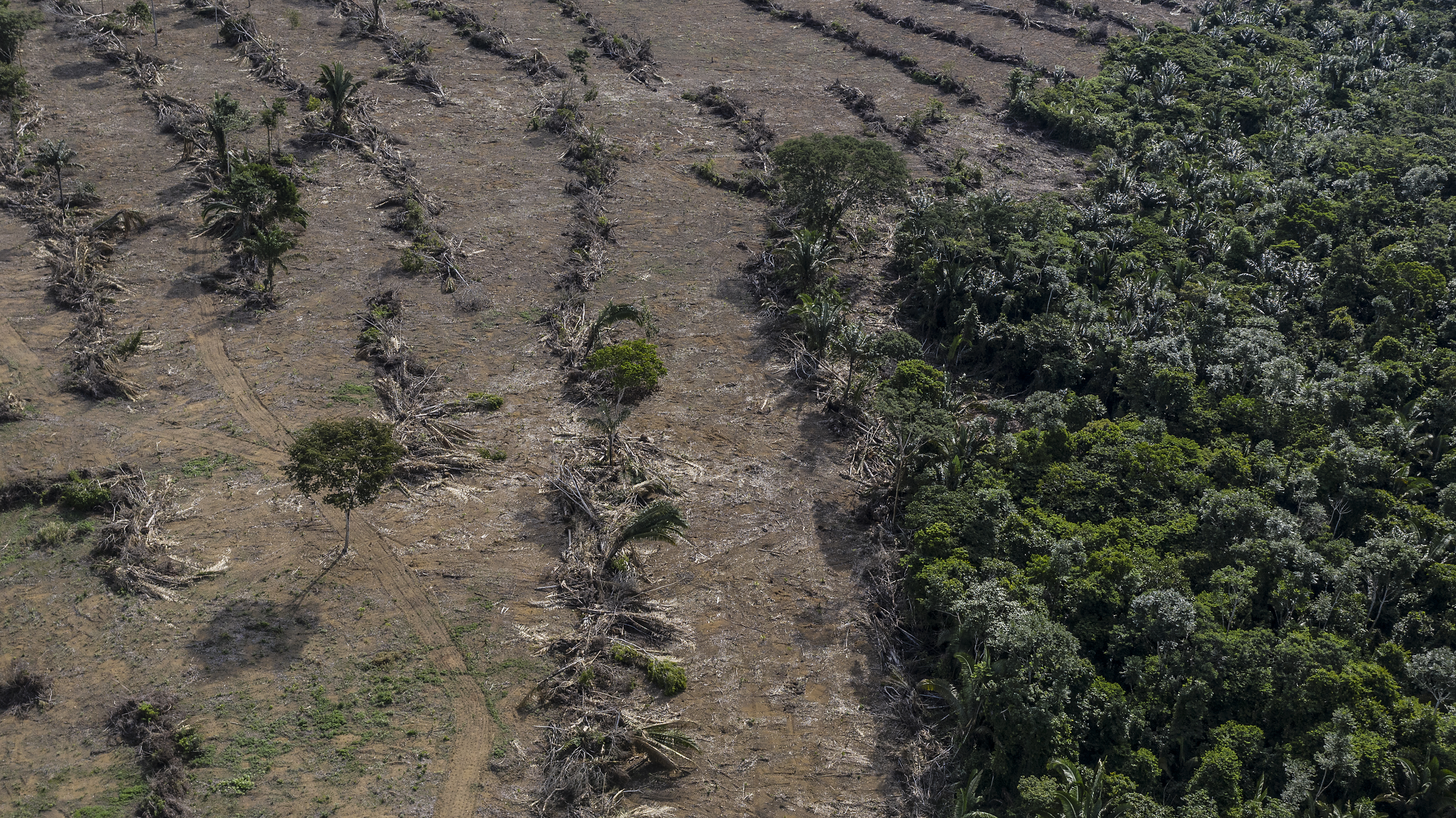 Deforestation next to a soybean plantation in Brazil (Marizilda Cruppe / WWF-UK)