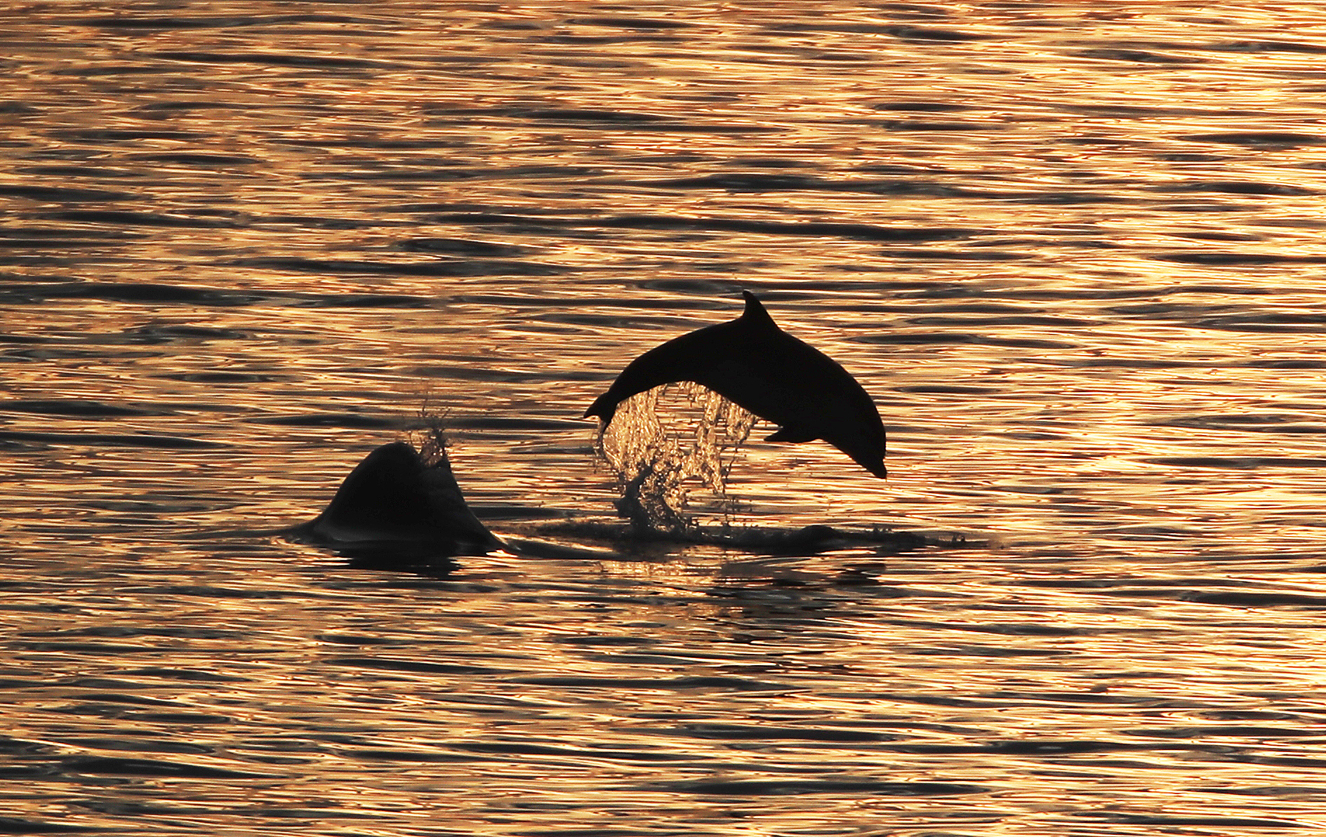 Bottlenose dolphins spotted off the north east coast between Whitley Bay and Cullercoats Bay