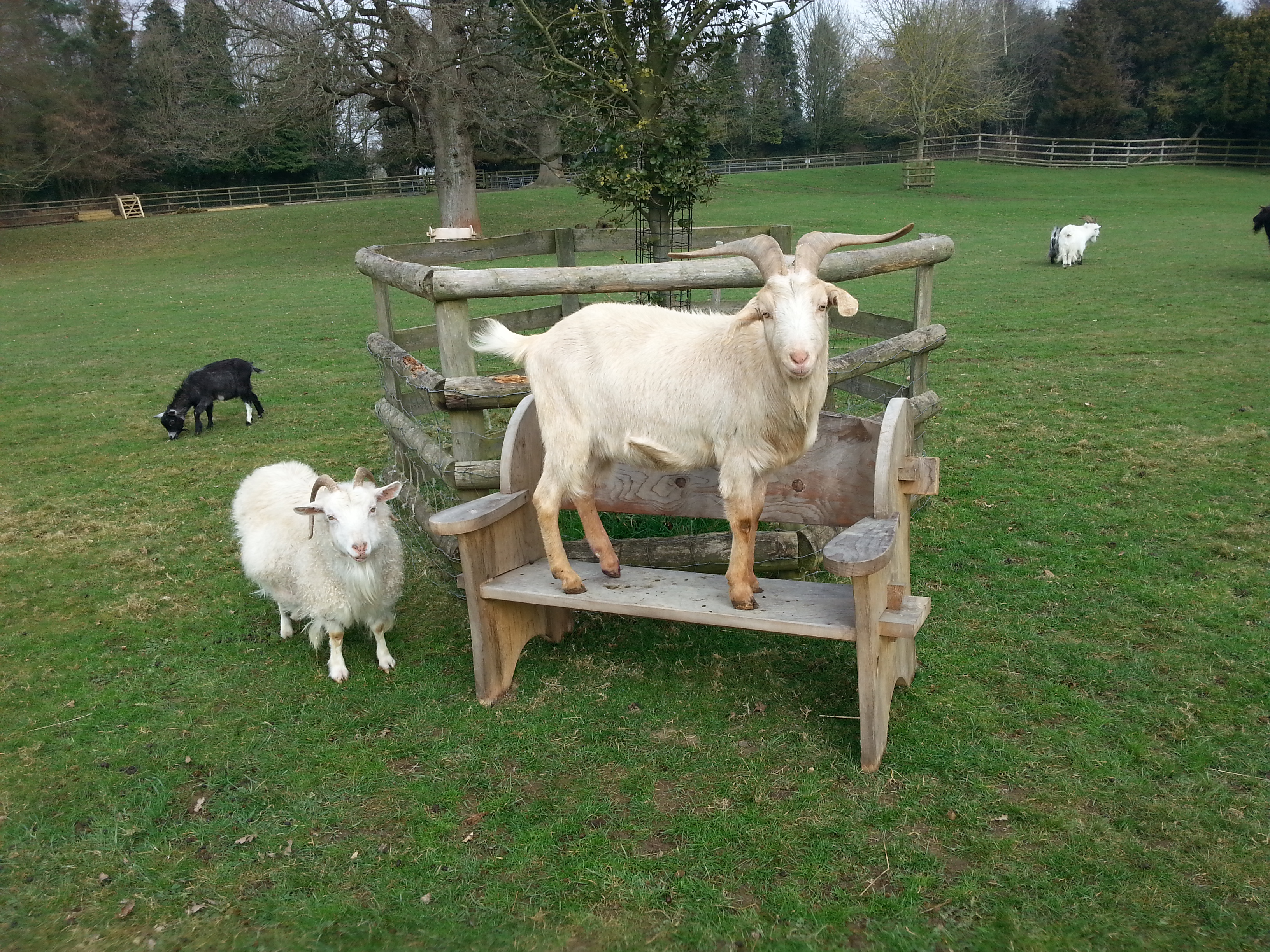 Goats at the Buttercup Sanctuary in Boughton Monchlesea in Kent