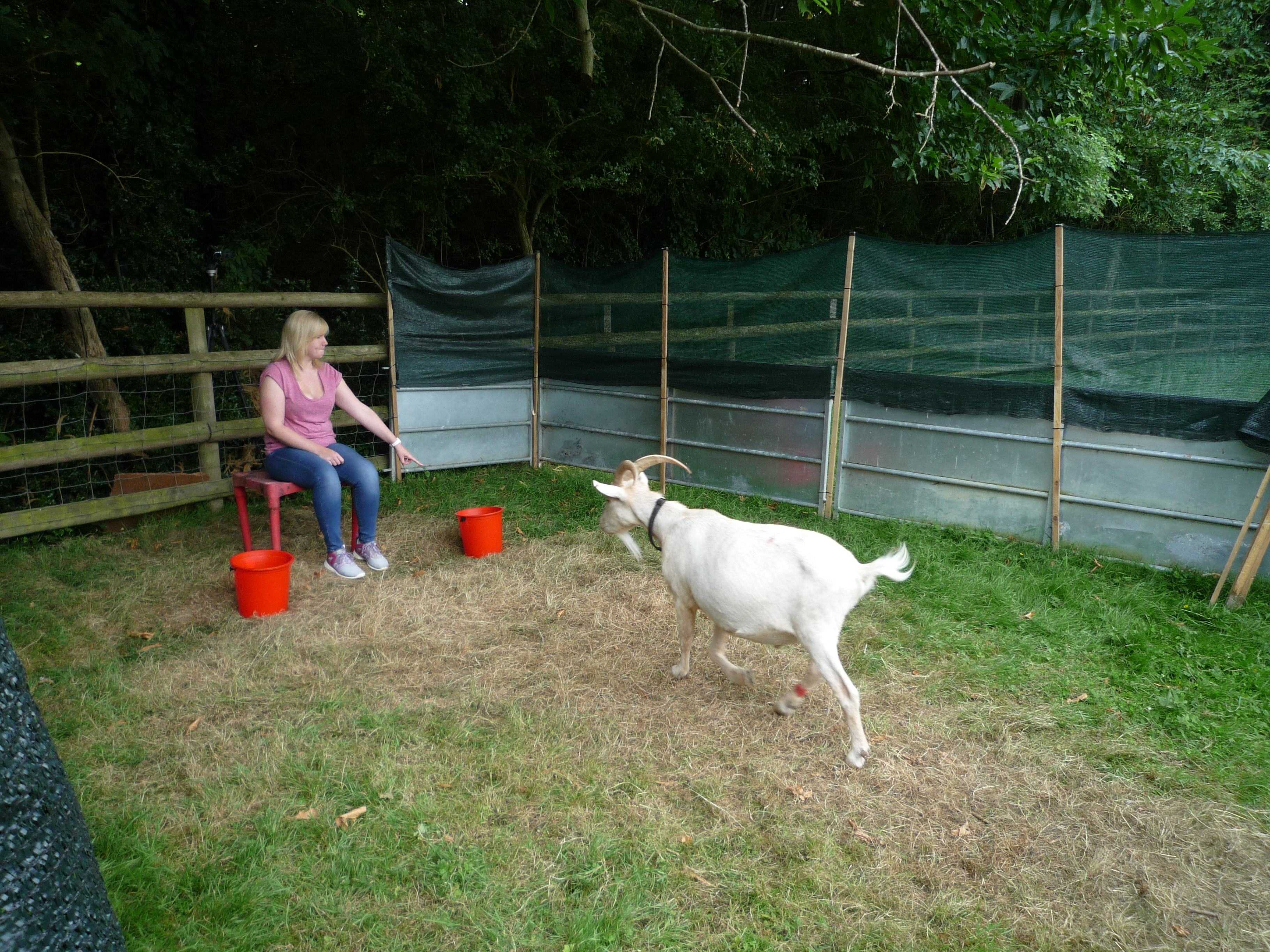 The experimenter using a proximal pointing gesture towards the bucket containing food