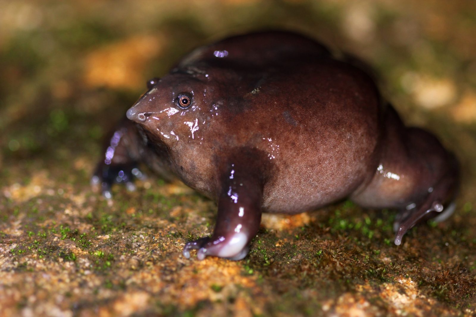 A Purple-frog