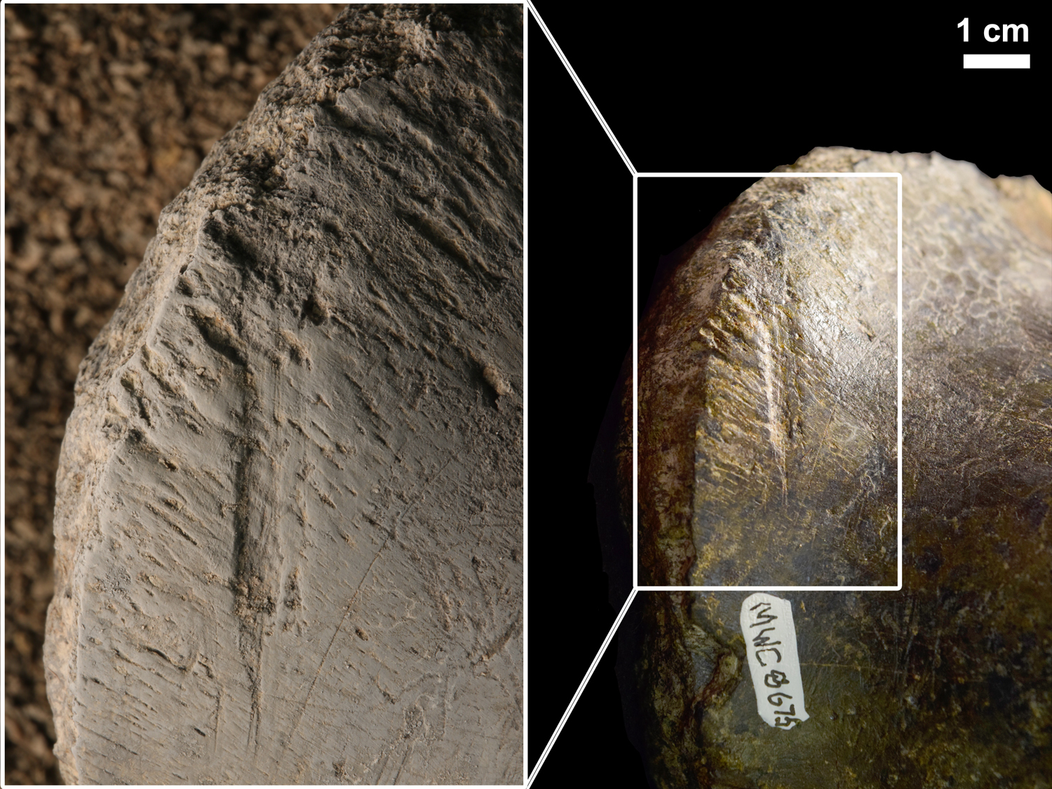 Bite marks on an Allosaurus bone