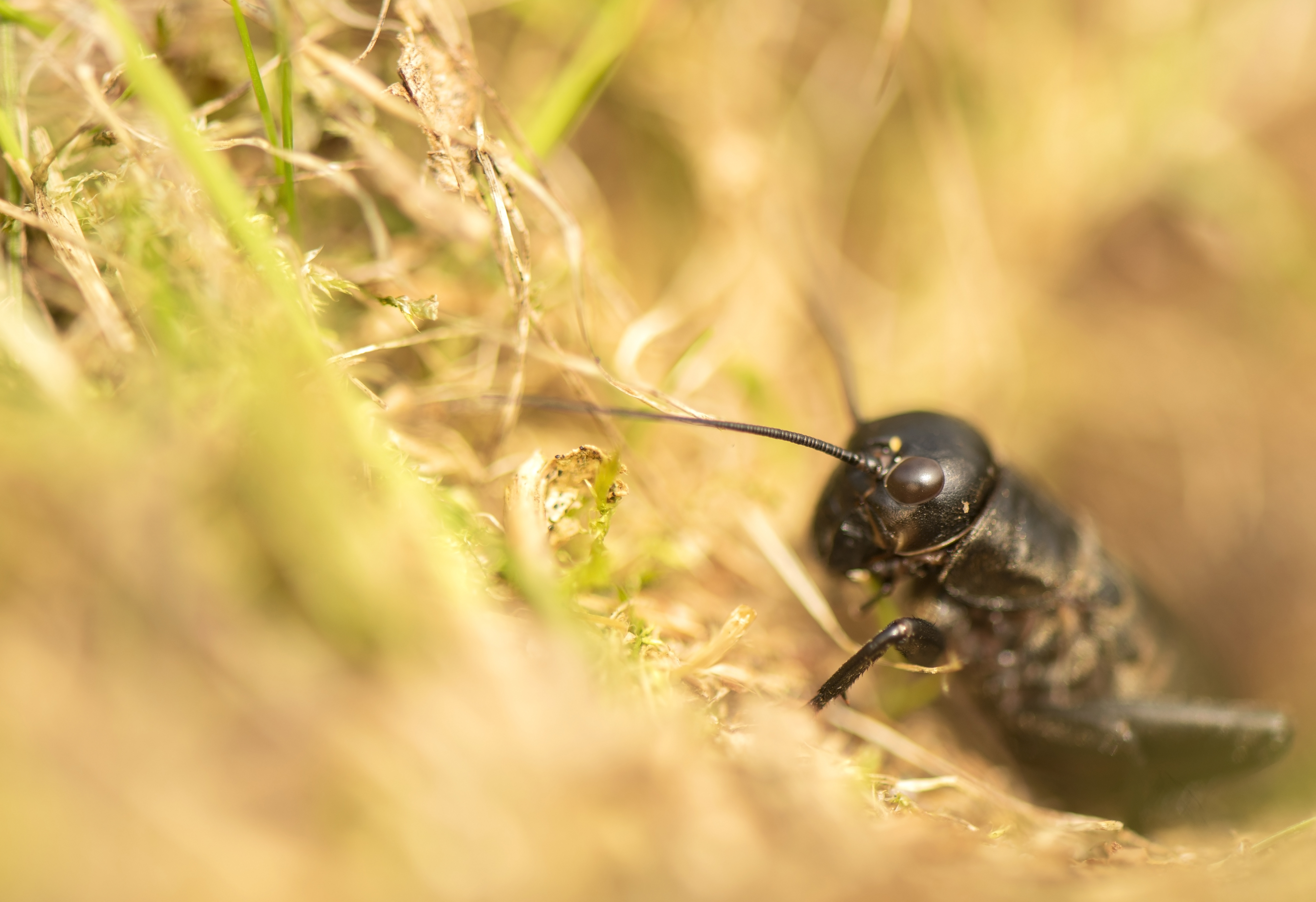 Field crickets were once the sound of summer but are now very rare (Ben Andrew/RSPB/PA)