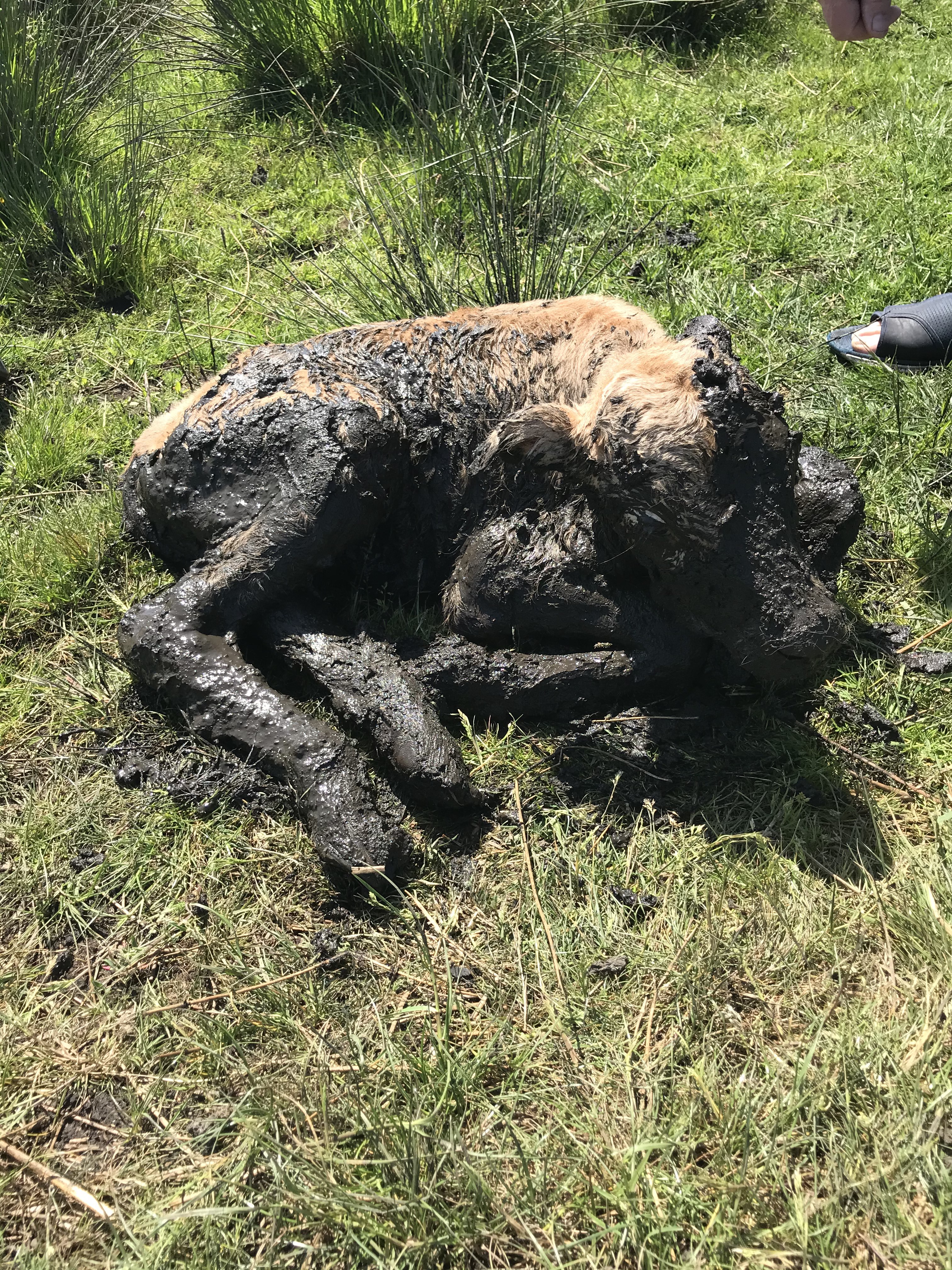A calf covered in mud