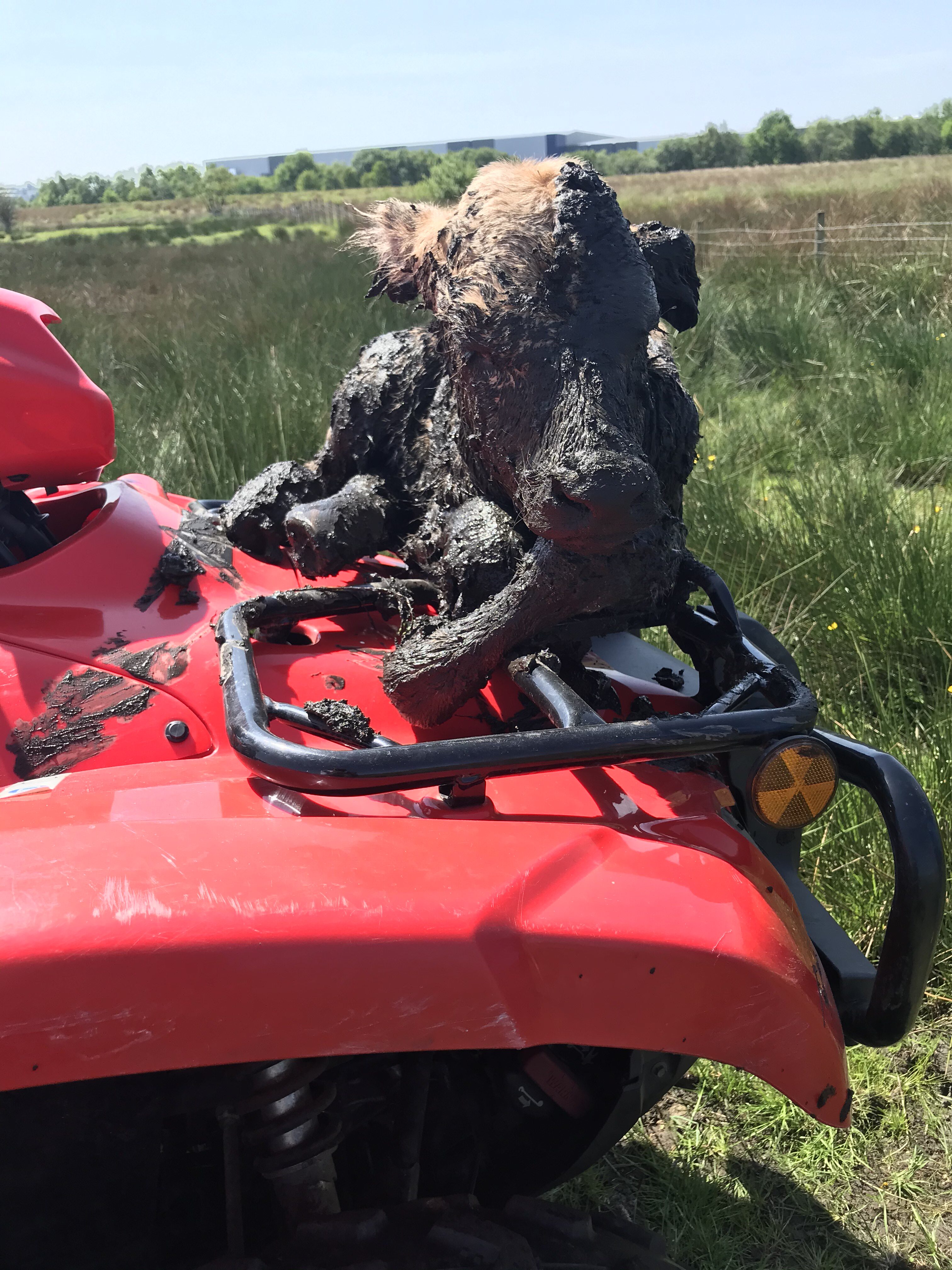 The calf got a ride on the back of the farmer's quad bike
