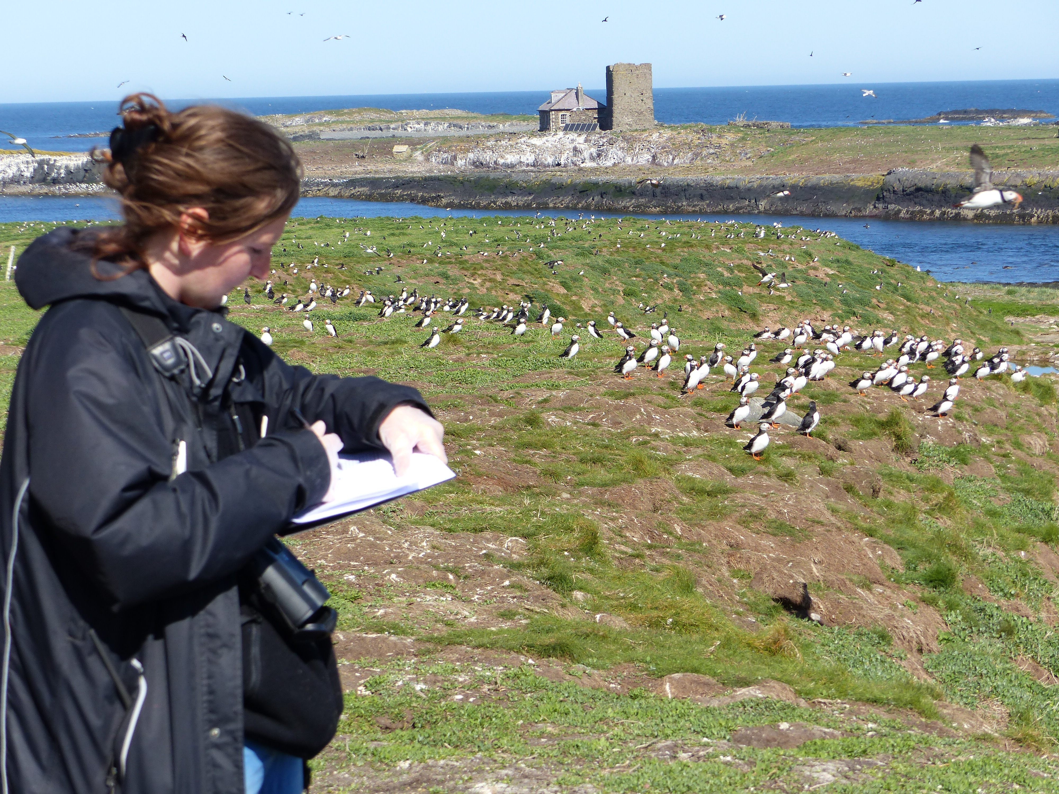 Harriet Reid, National Trust ranger for the Farne Islands carrying out checks on the puffins (Matthew Scarborough/National Trust/PA)