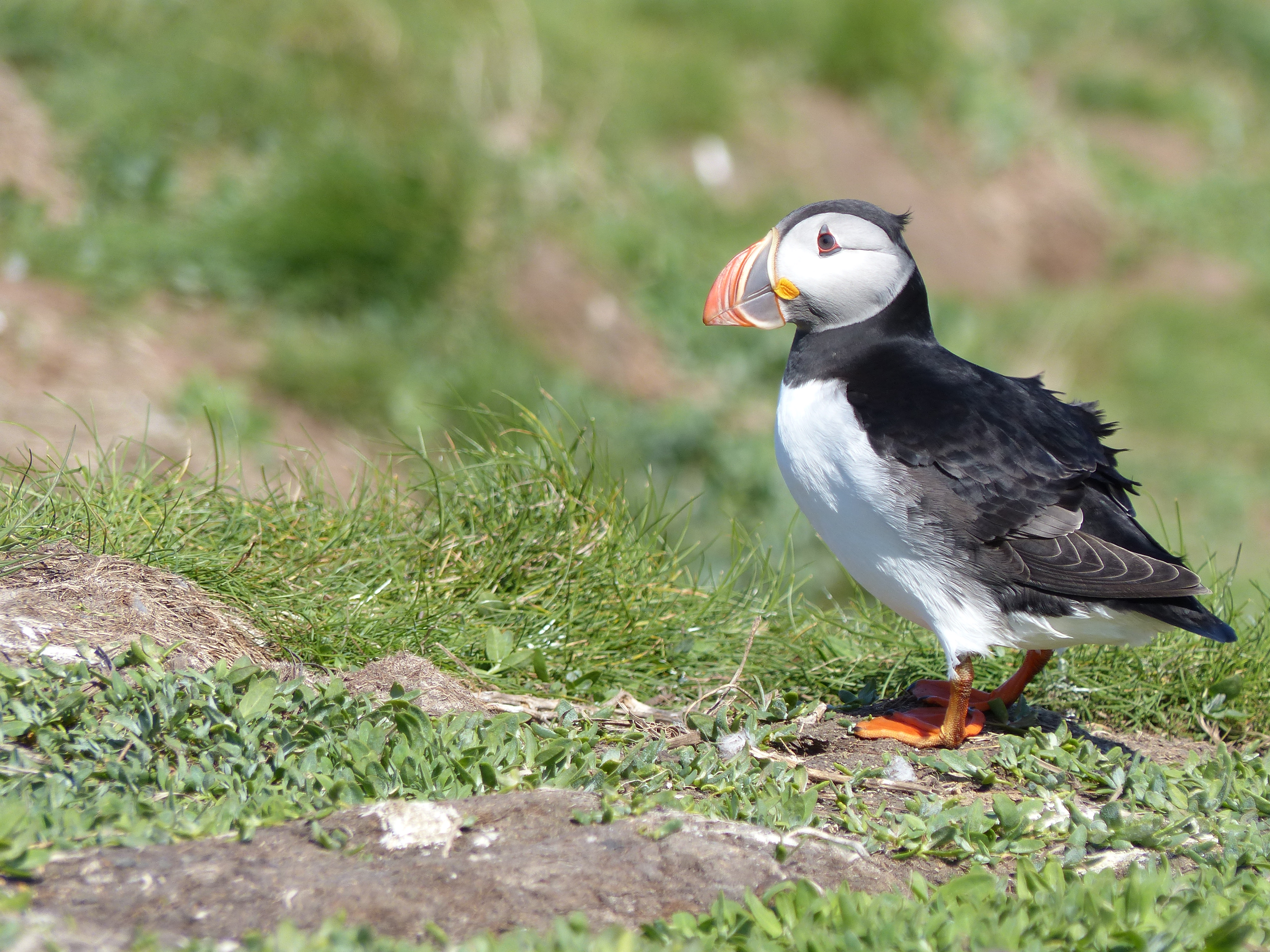 Puffins may expand their nesting sites into new areas in the absence of visitors (Matthew Scarborough/National Trust/PA)