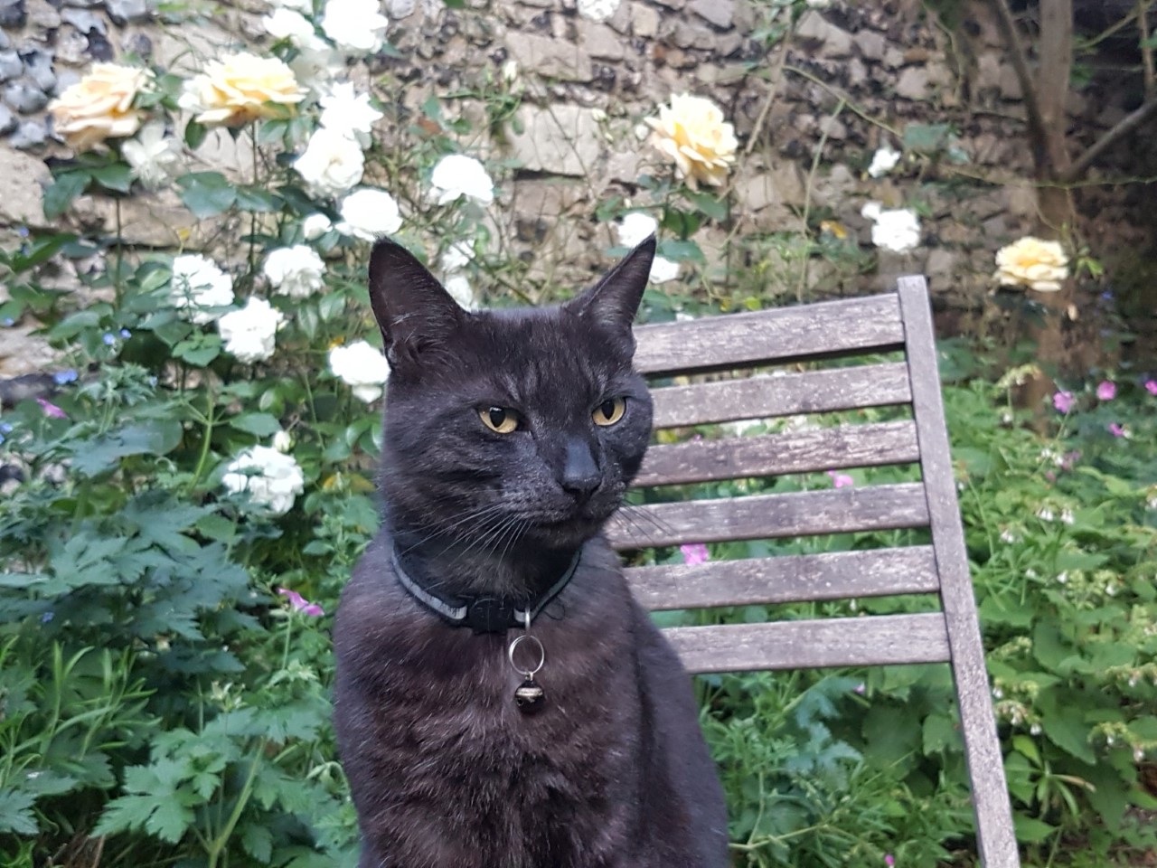 Leo the Cat (Canterbury Cathedral/PA)