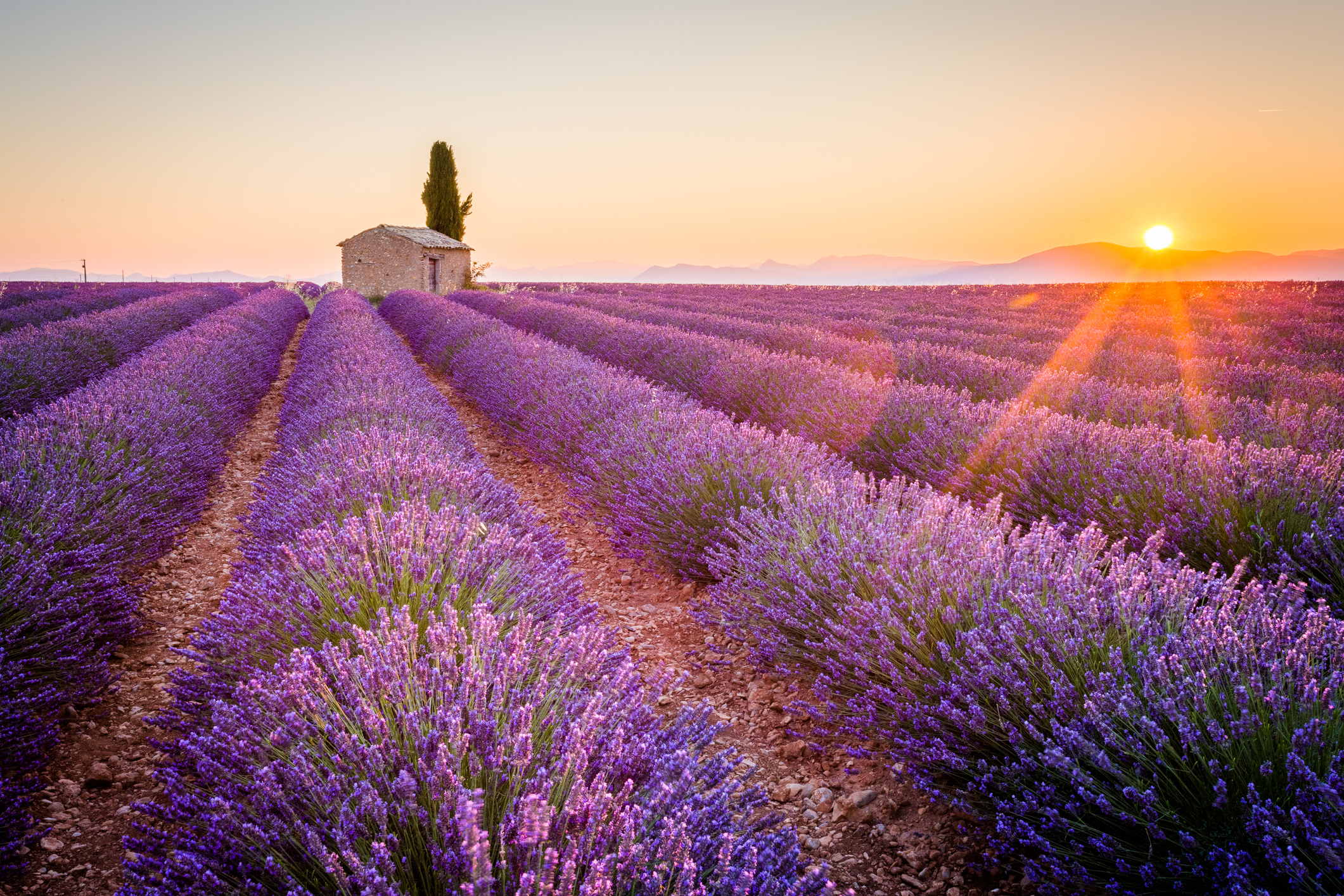 Valensole Plateau in Provence (iStock/PA)