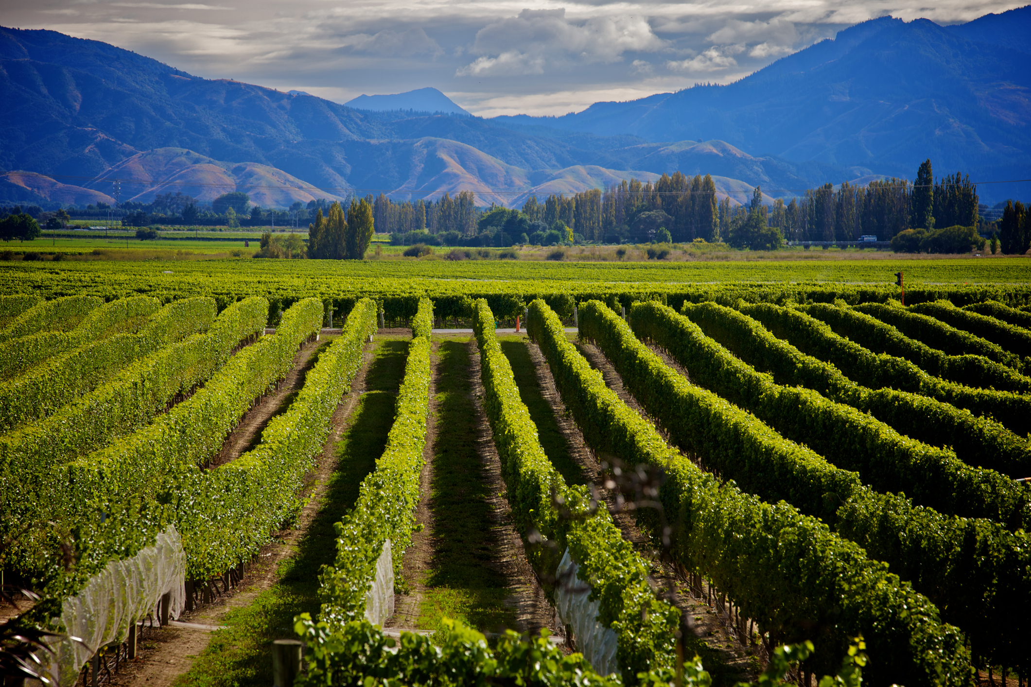 Marlborough is New Zealand's main wine producing region (iStock/PA)