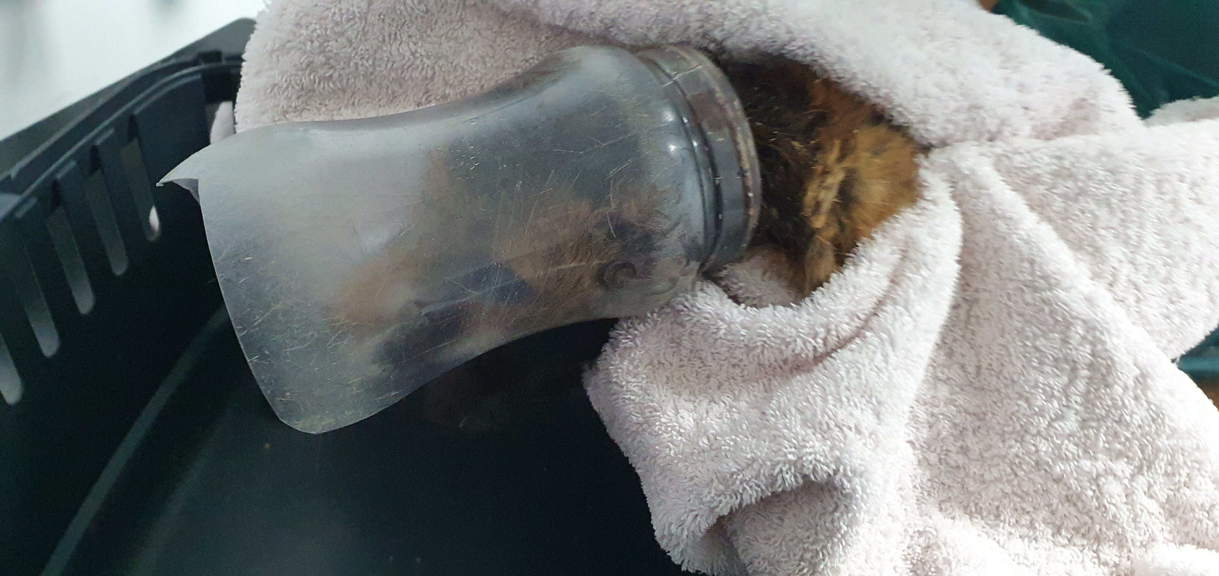 A female fox cub who was found with her head stuck inside an old plastic sweet jar has been freed by the RSPCA 