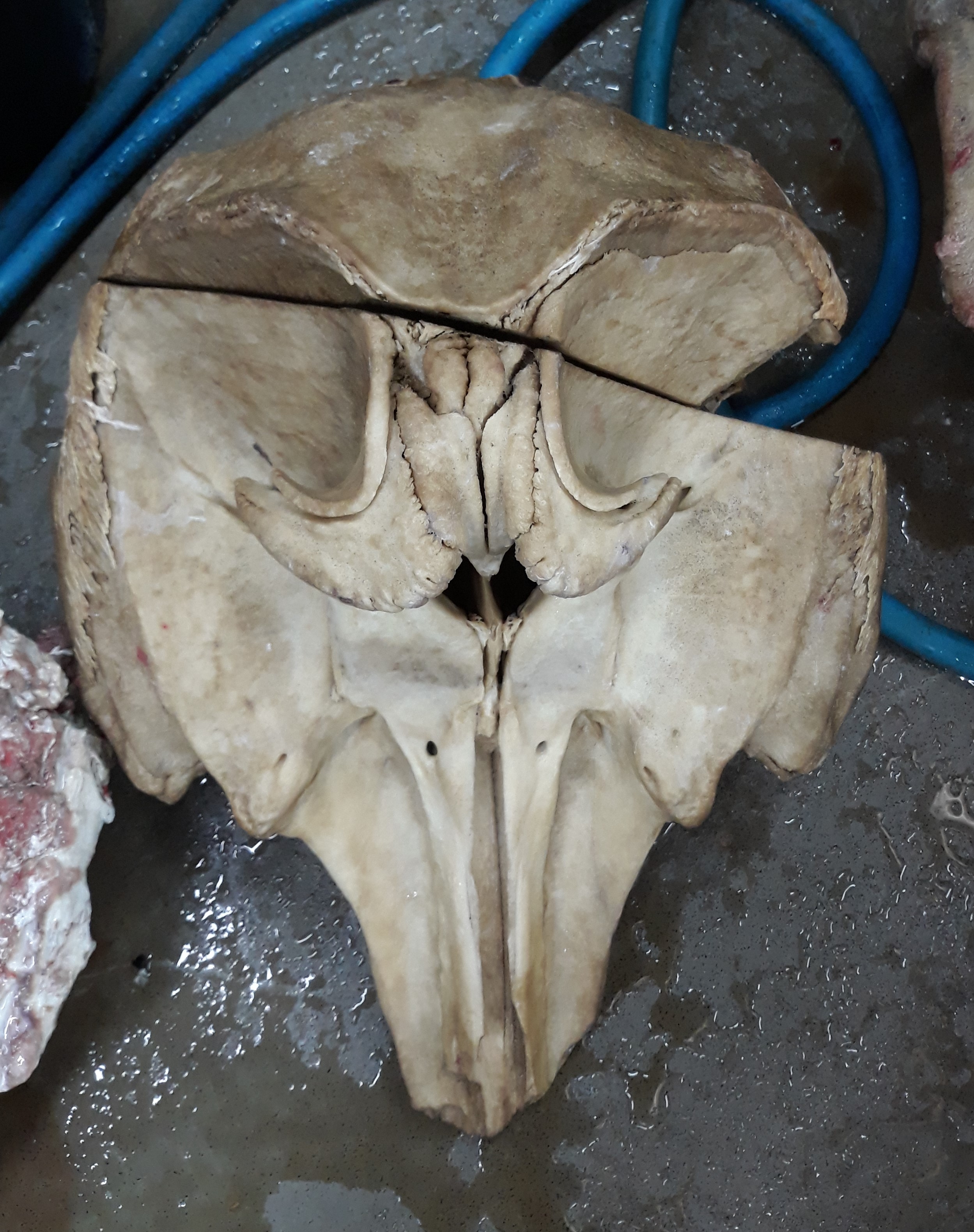 Whale skull