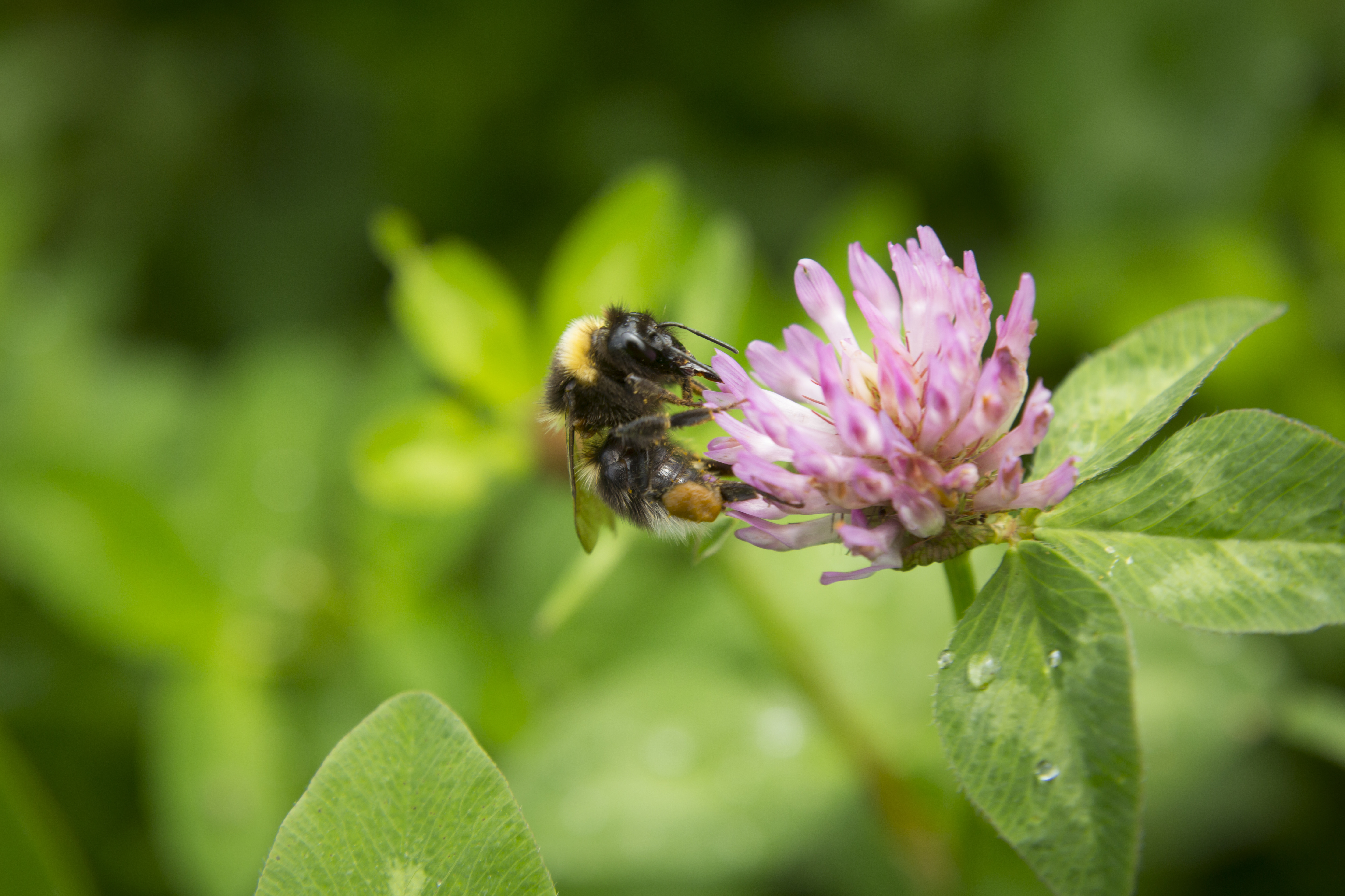 Bumblebee on red clover