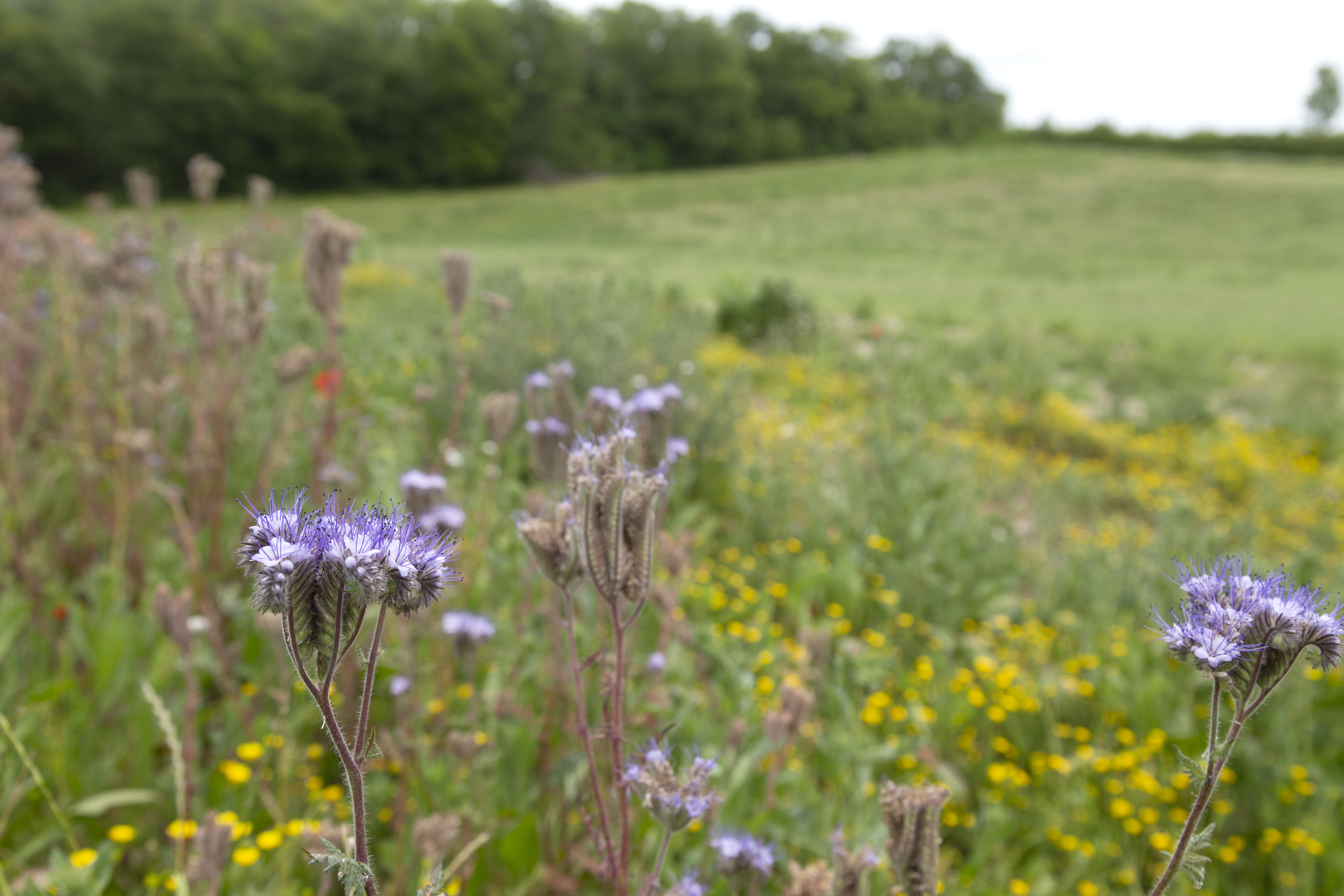 Field margins planted with phacelia which attracts pollinating insects (Phil Morley)