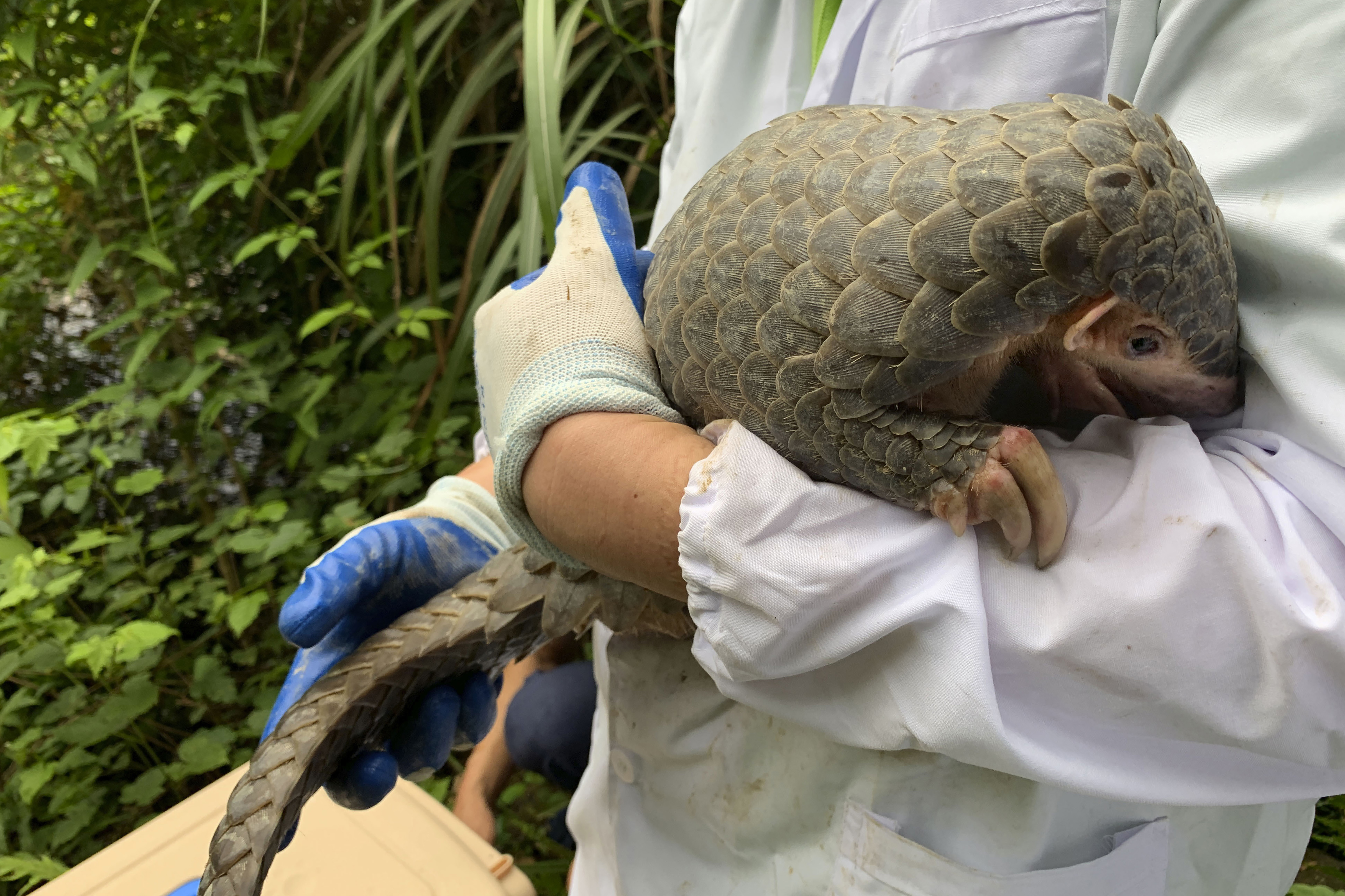 Platform v pangolin se. Панголин броненосец. Малайский панголин. Панголин броненосец муравьед. Гигантский панголин.