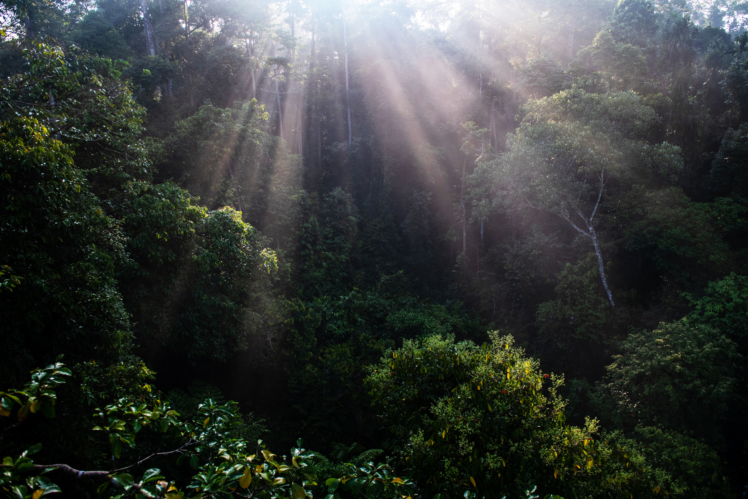 Rainforest in Borneo is threatened by palm oil production (Chris J Ratcliffe / WWF-UK/PA