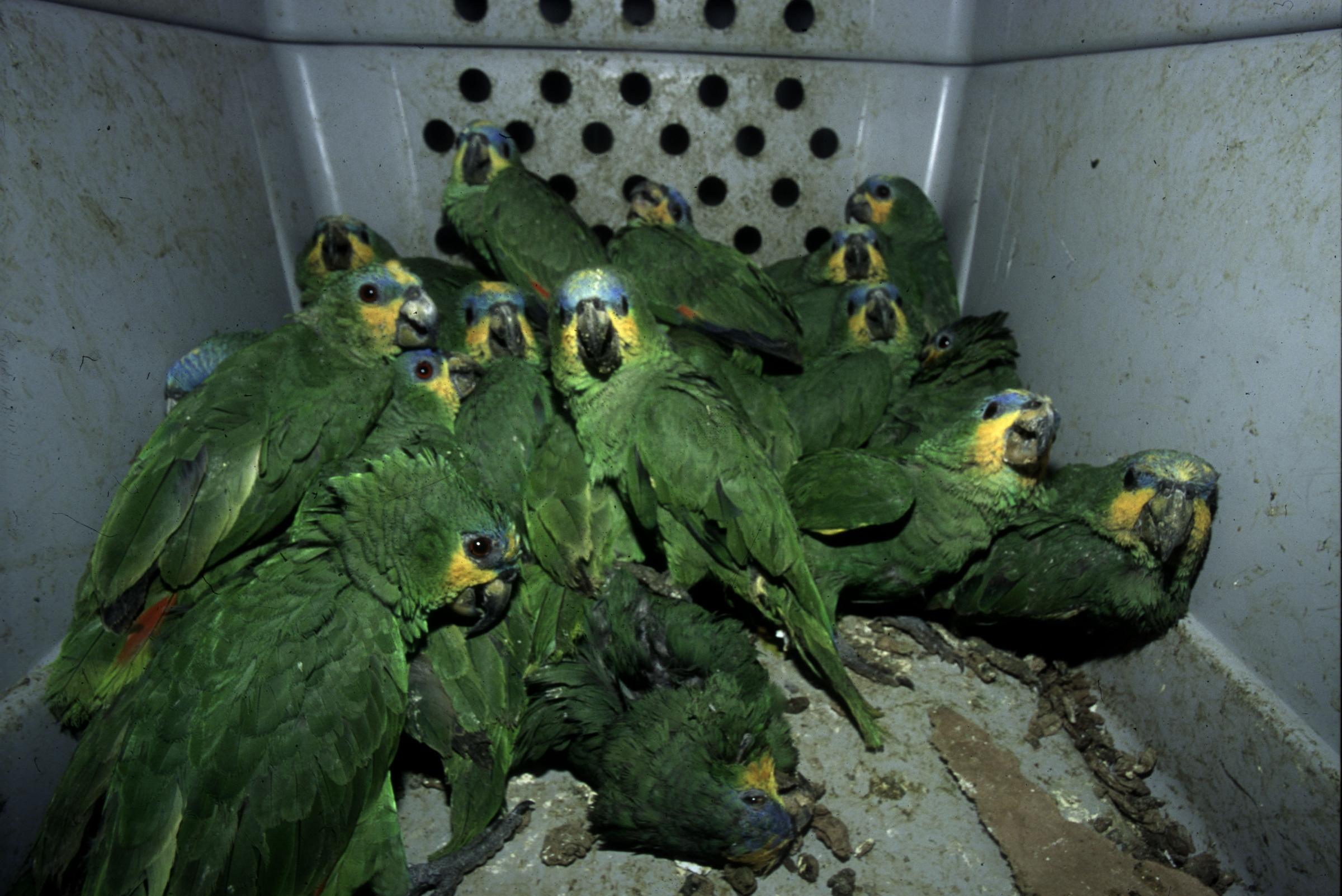 The global wildlife trade is also raising the risk of pandemics, conservationists warn (Roger Leguen / WWF)