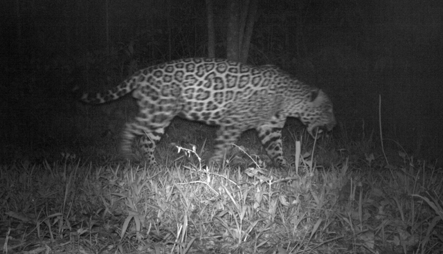 Population of under-threat jaguars doubles in South American forest ...