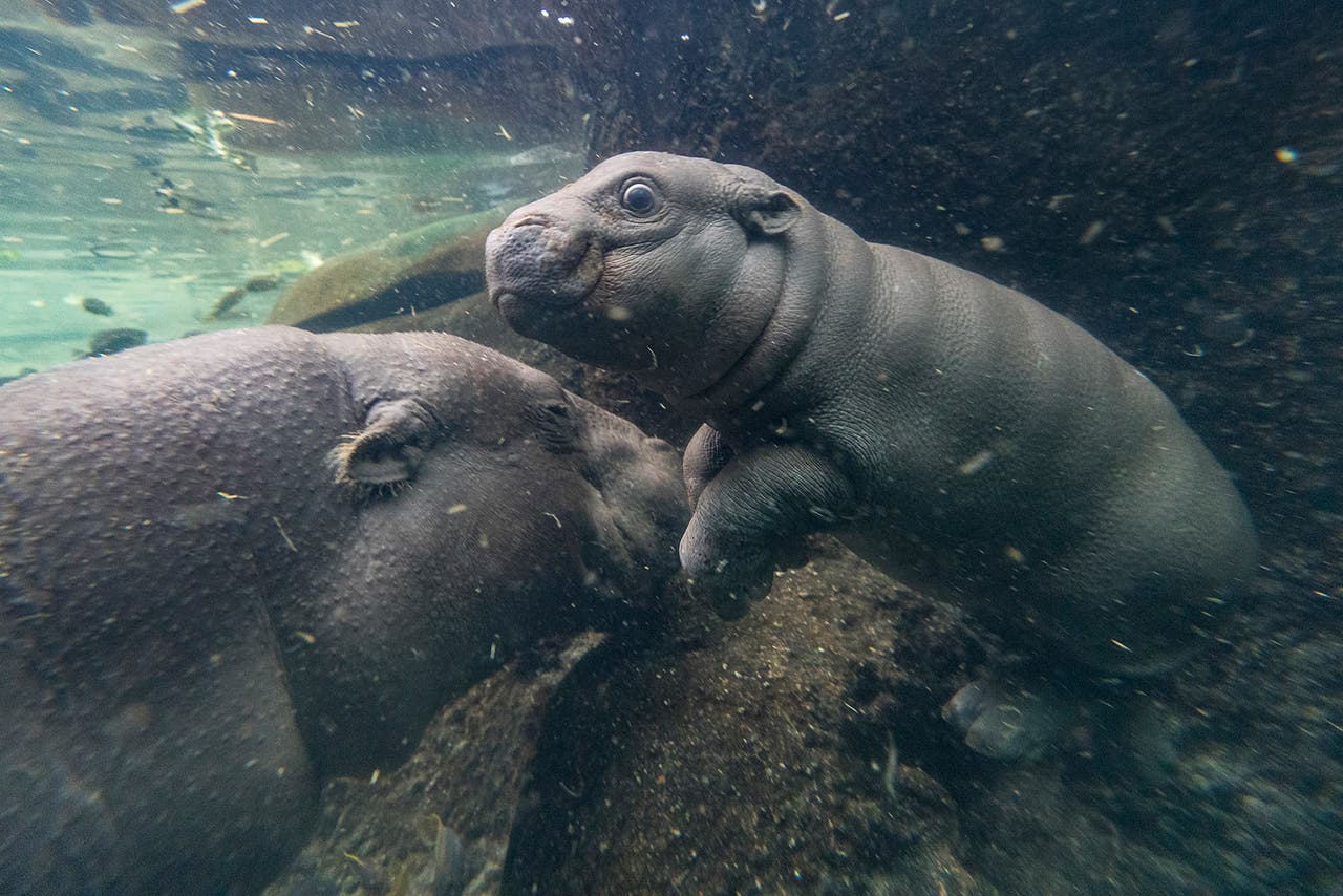 ‘Adorable’ baby pygmy hippo prepares to meet public as zoo reopens