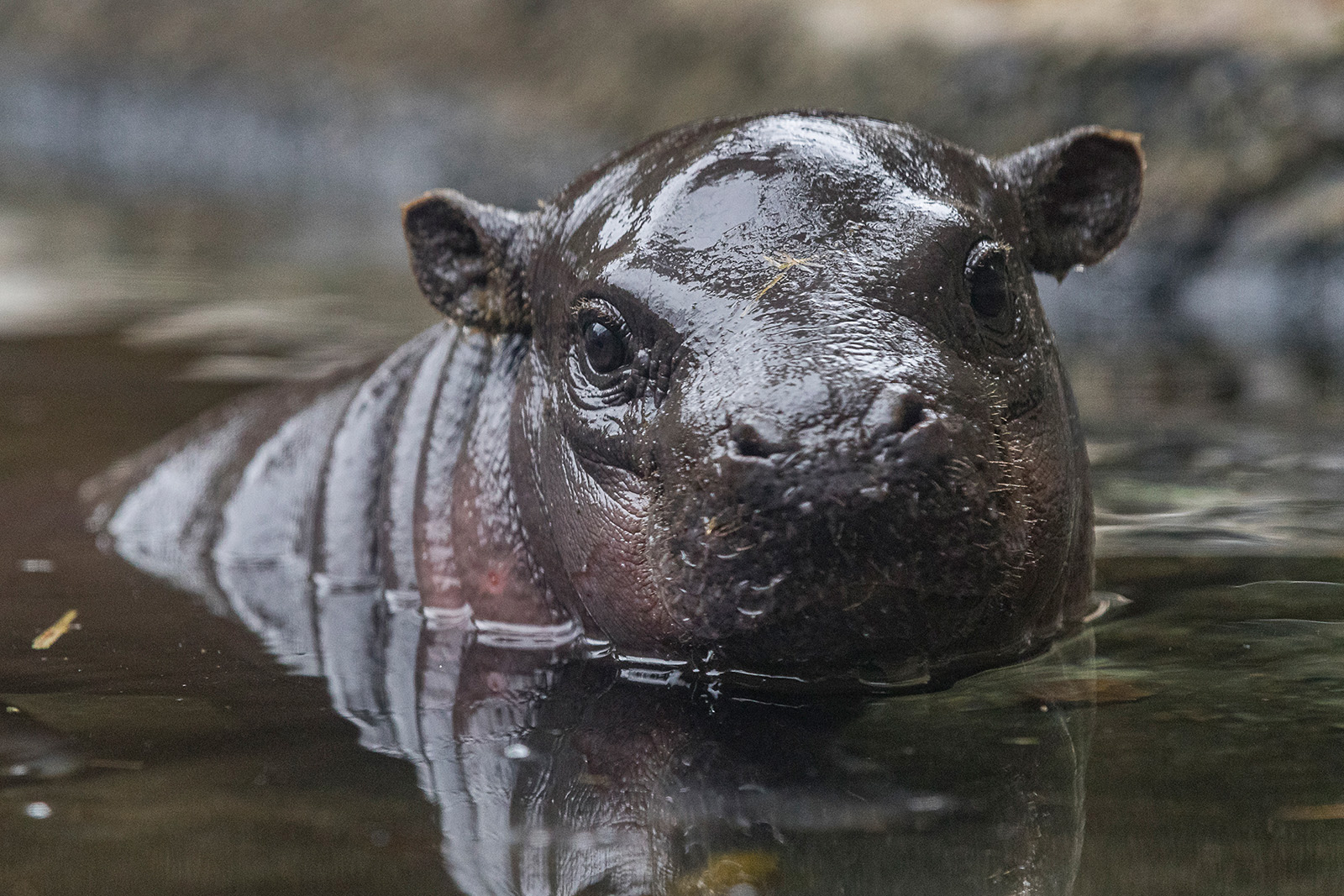 ‘Adorable’ Baby Pygmy Hippo Prepares To Meet Public As Zoo Reopens ...