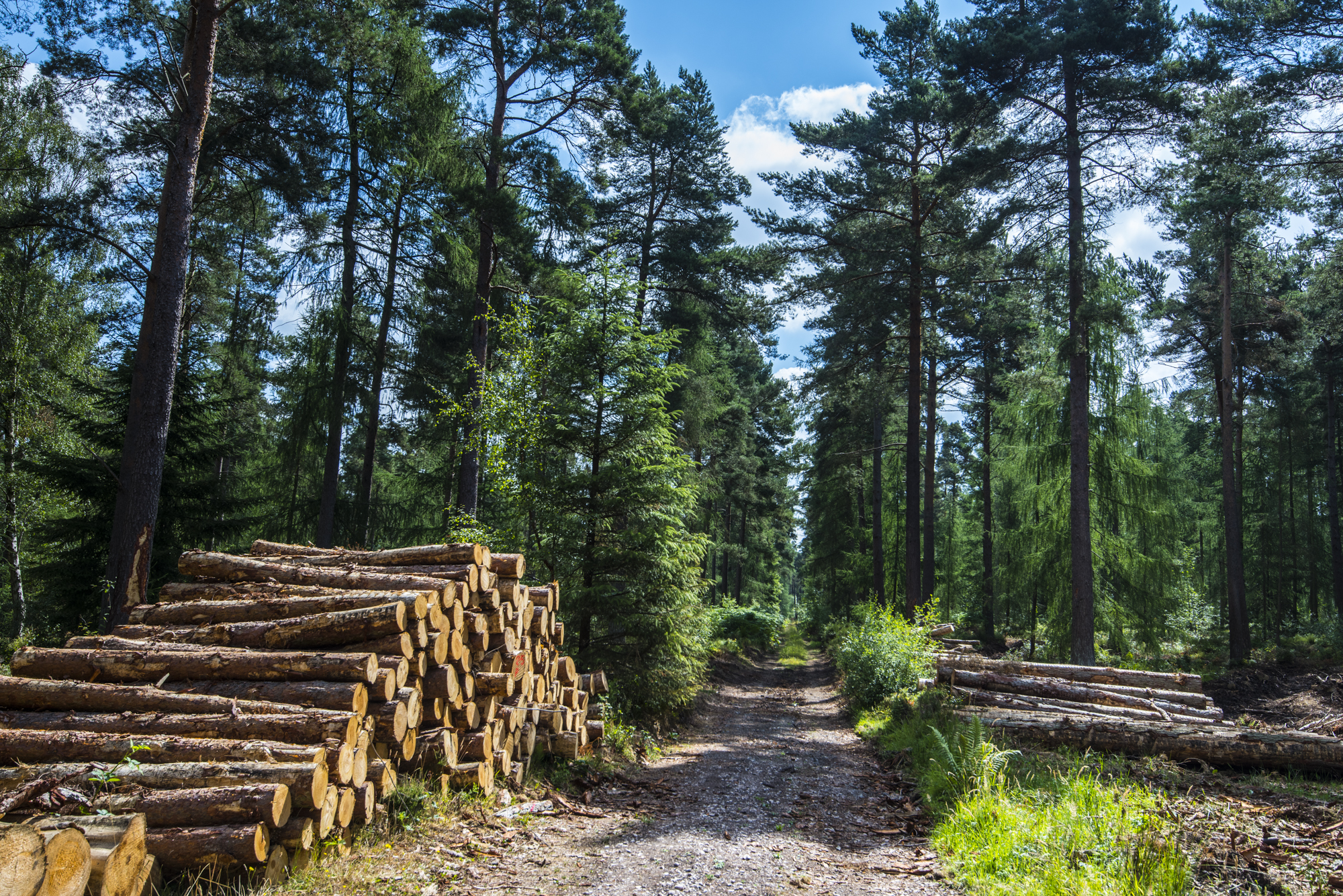 The strategy could help boost sustainable forestry (Forestry Commission/PA)