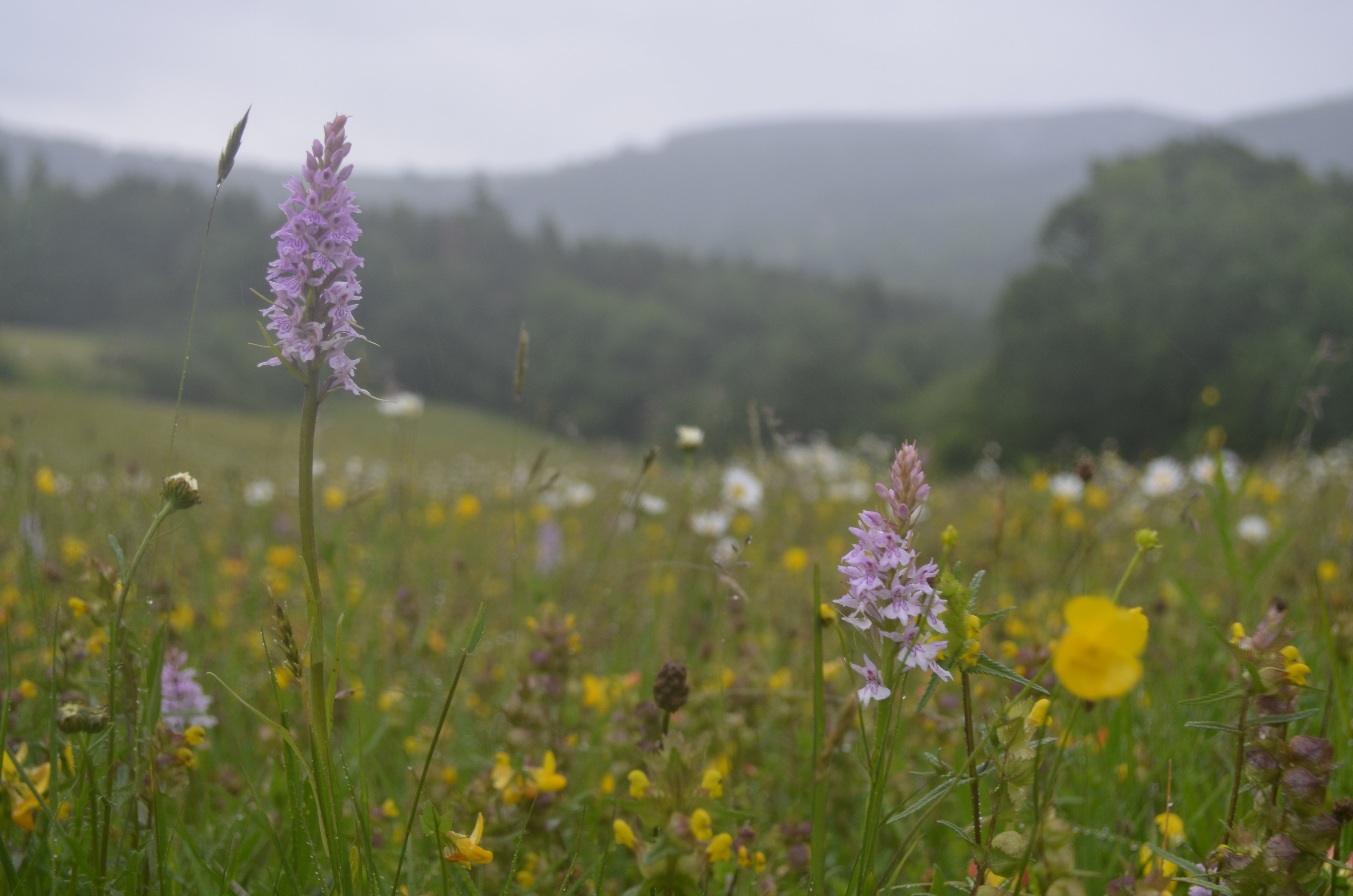 Restoring wildflower meadows can help boost rural jobs, conservationists say