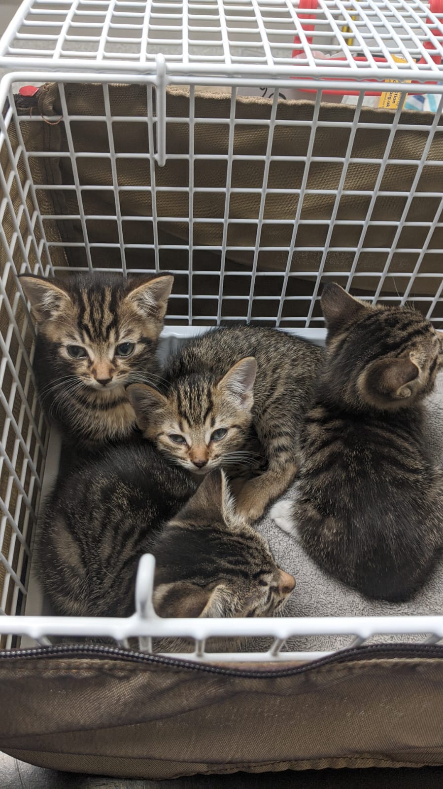 17 cats were rescued from one house in Harrow, including a number of kittens