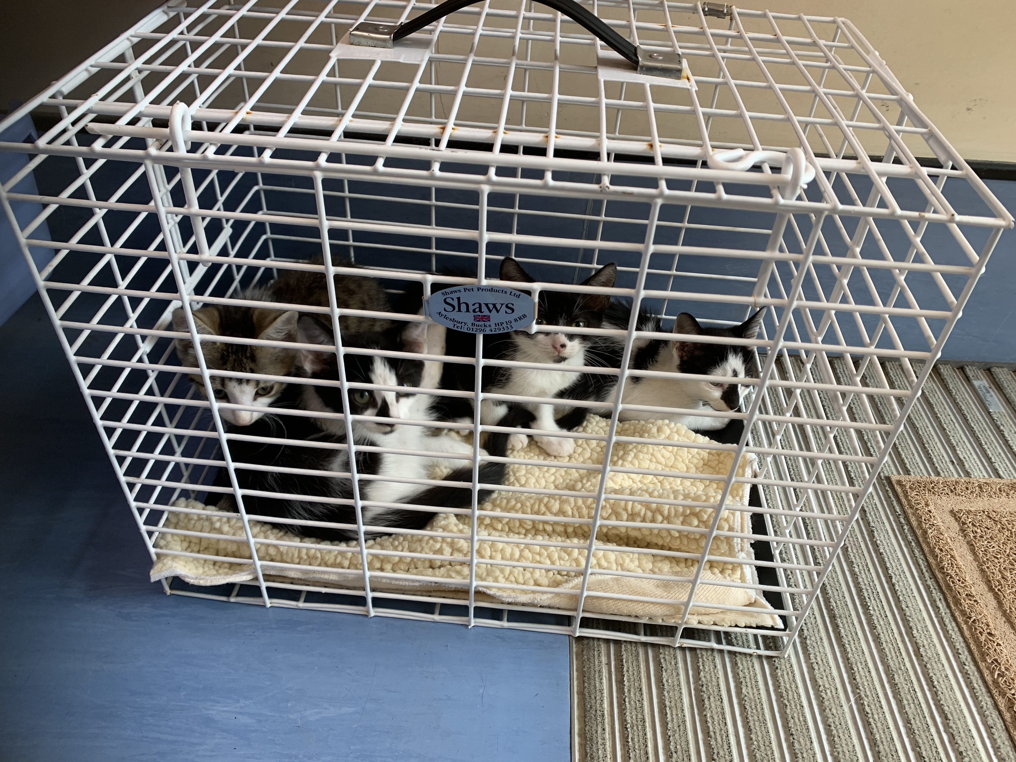 22 cats also had to be rescued from a house in Weston-super-Mare after an unneutered female had multiple litters of kittens