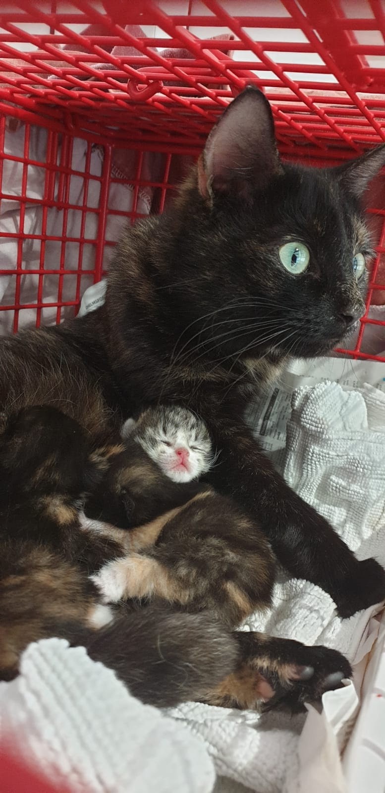 One cat was abandoned while pregnant and has now adopted another abandoned kitten, and taken it into her litter