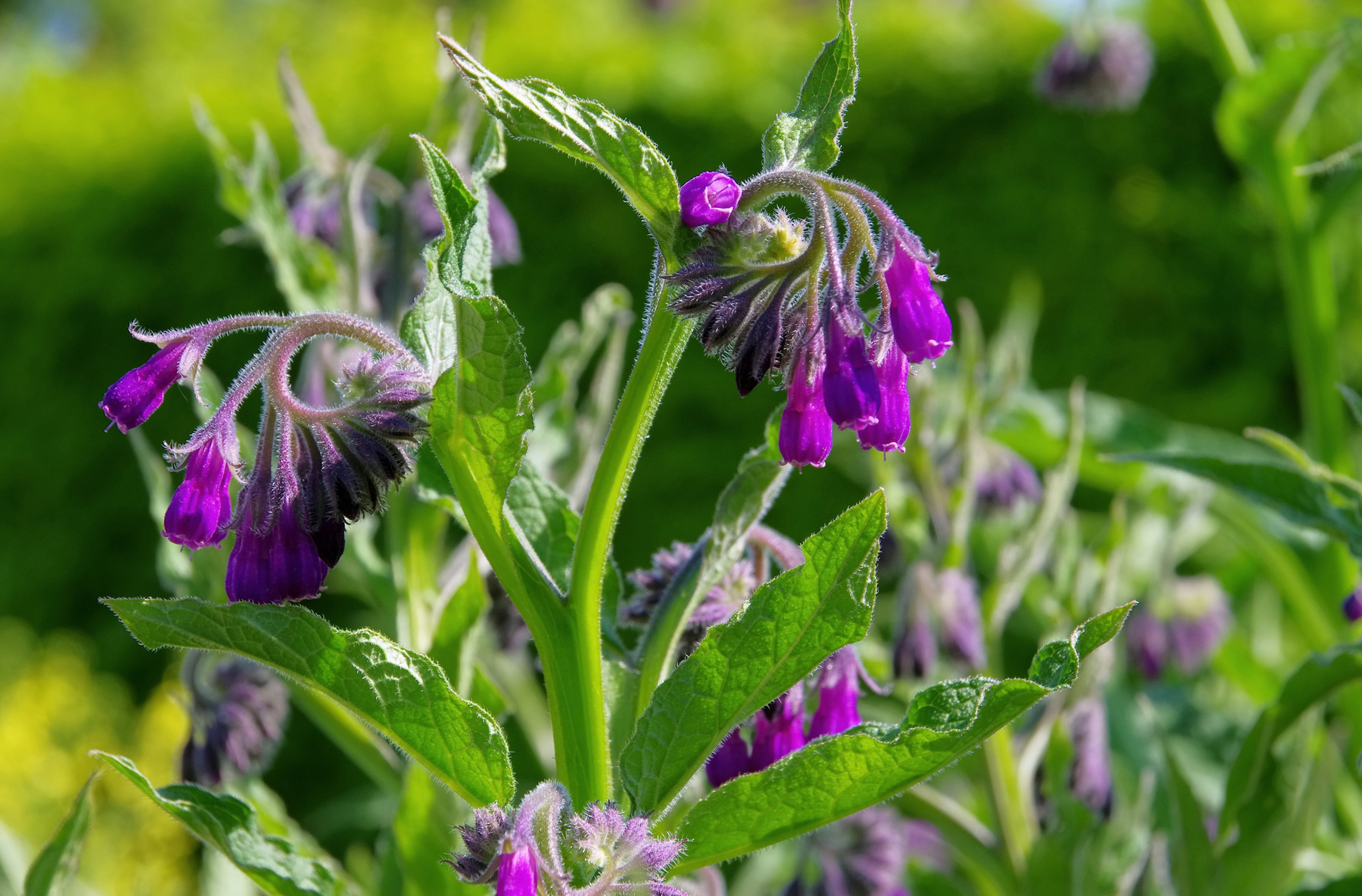 You can use comfrey to make a homemade, potash rich feed (iStock/PA)