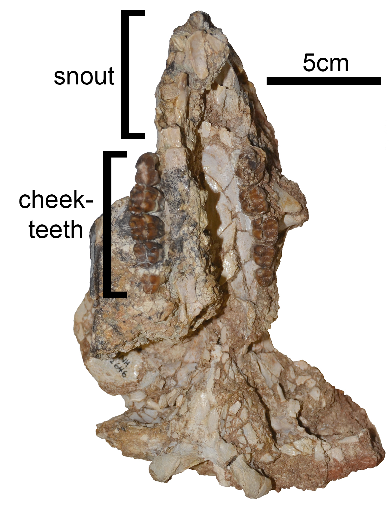 The skull of the giant wombat relative