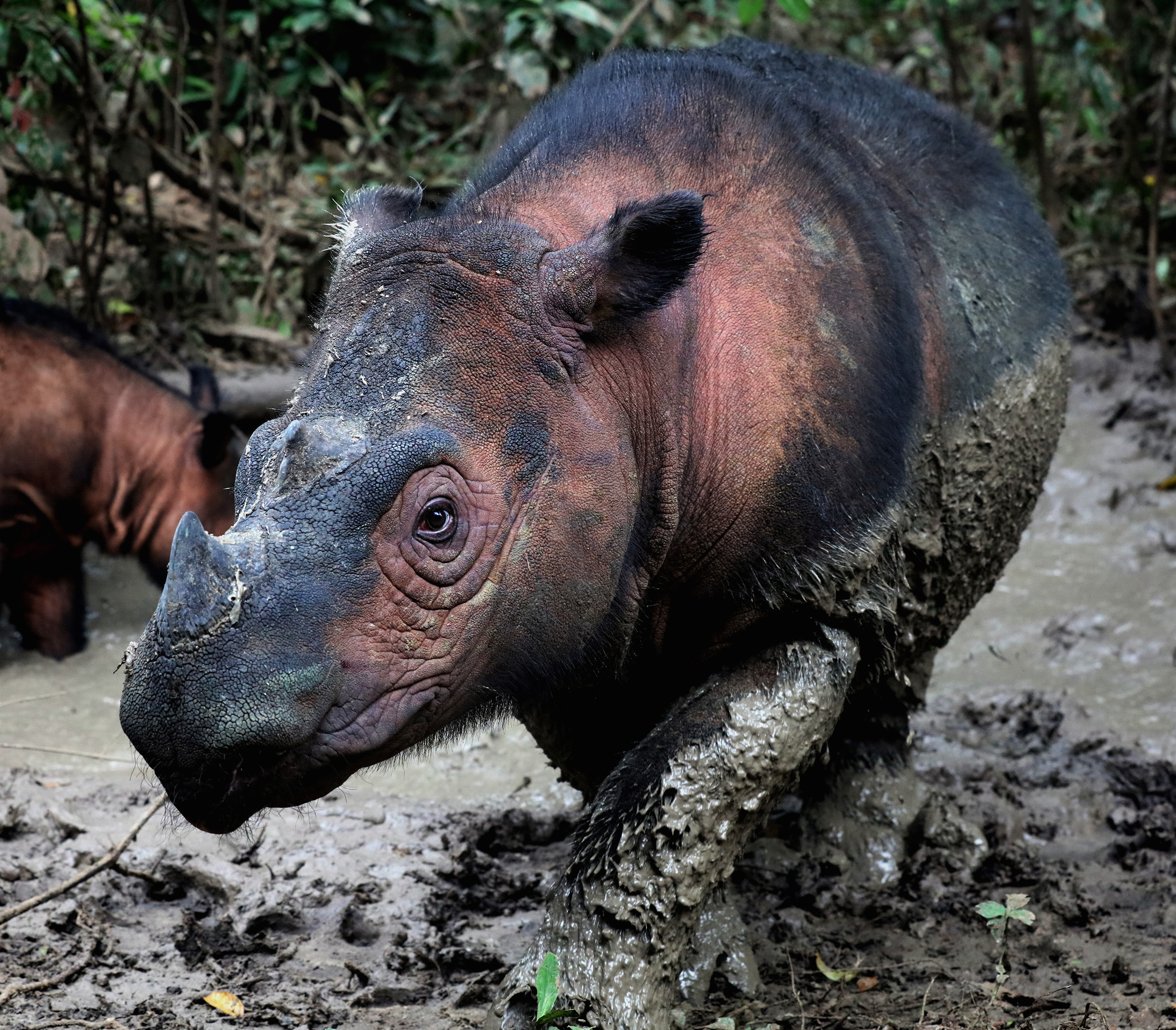 The Sumatran rhino
