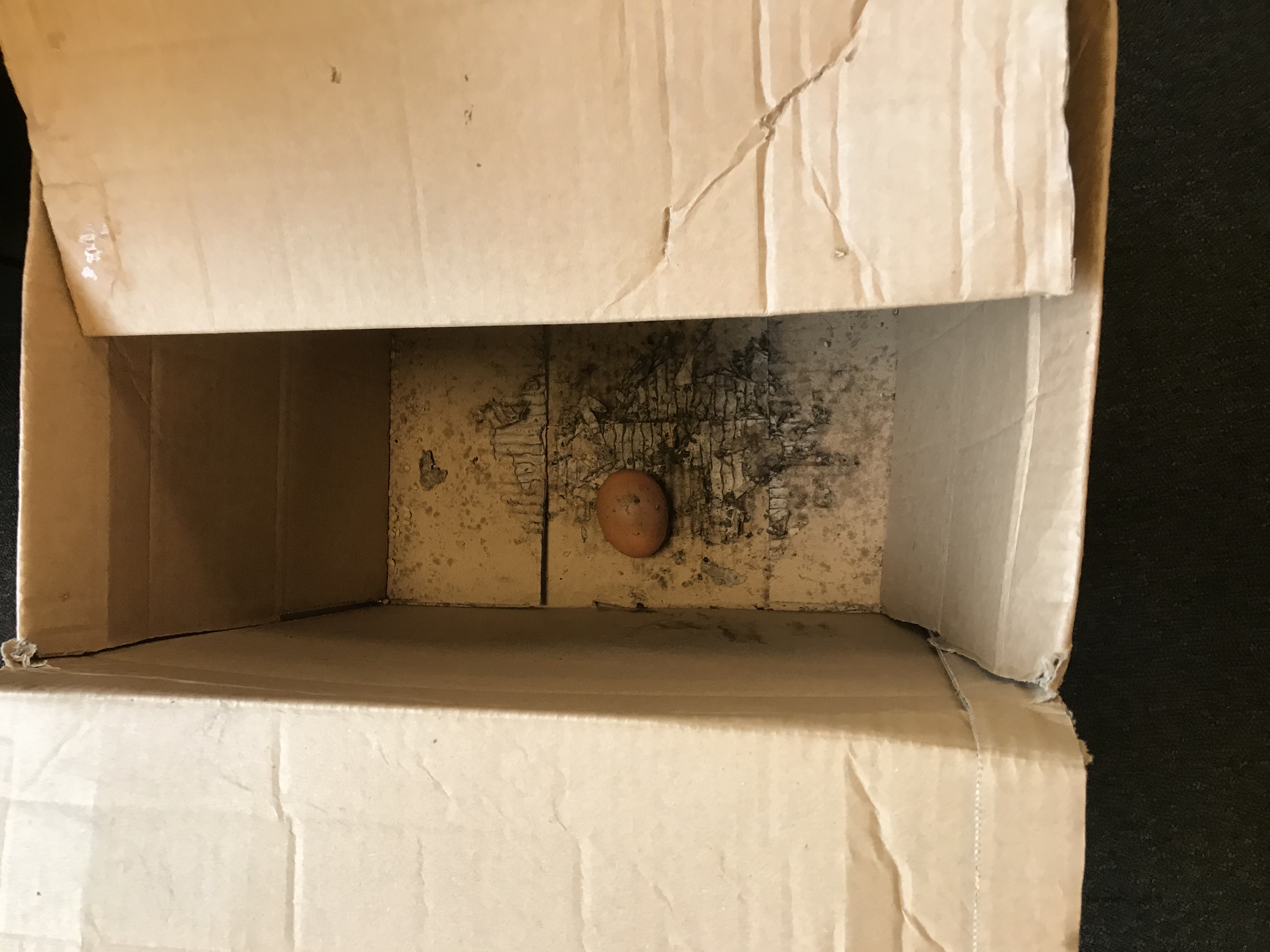 Egg in a box