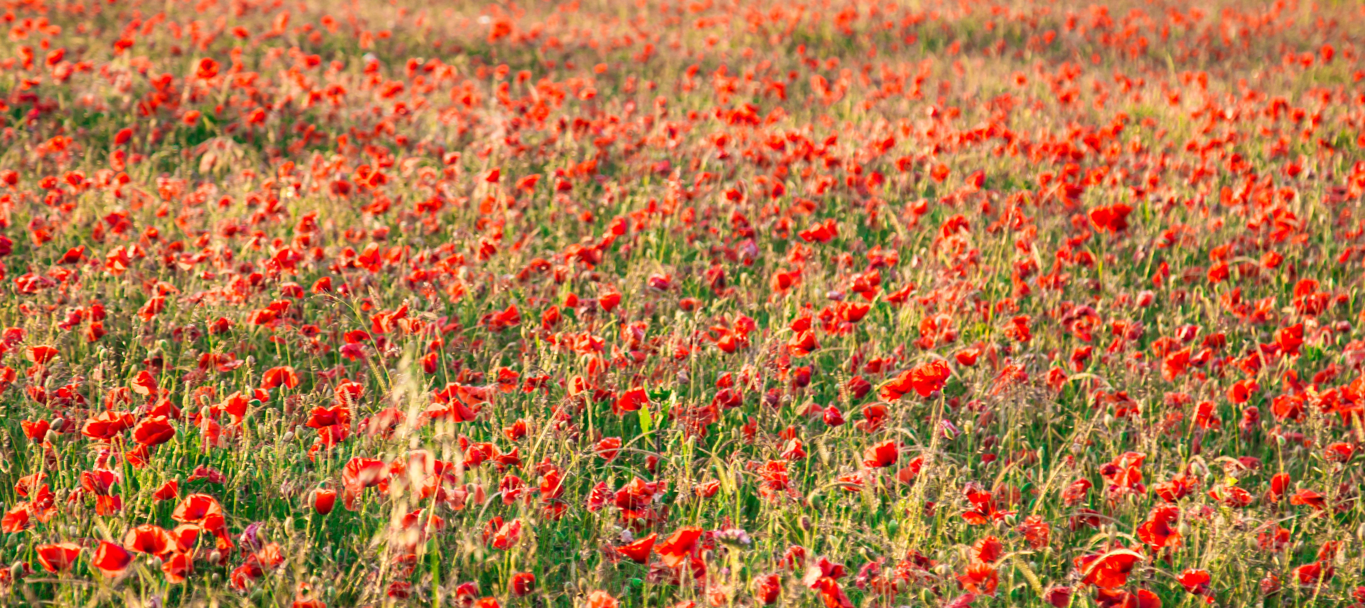 Poppies have been blooming on the White Cliffs (Matt Hayward/National Trust/PA)