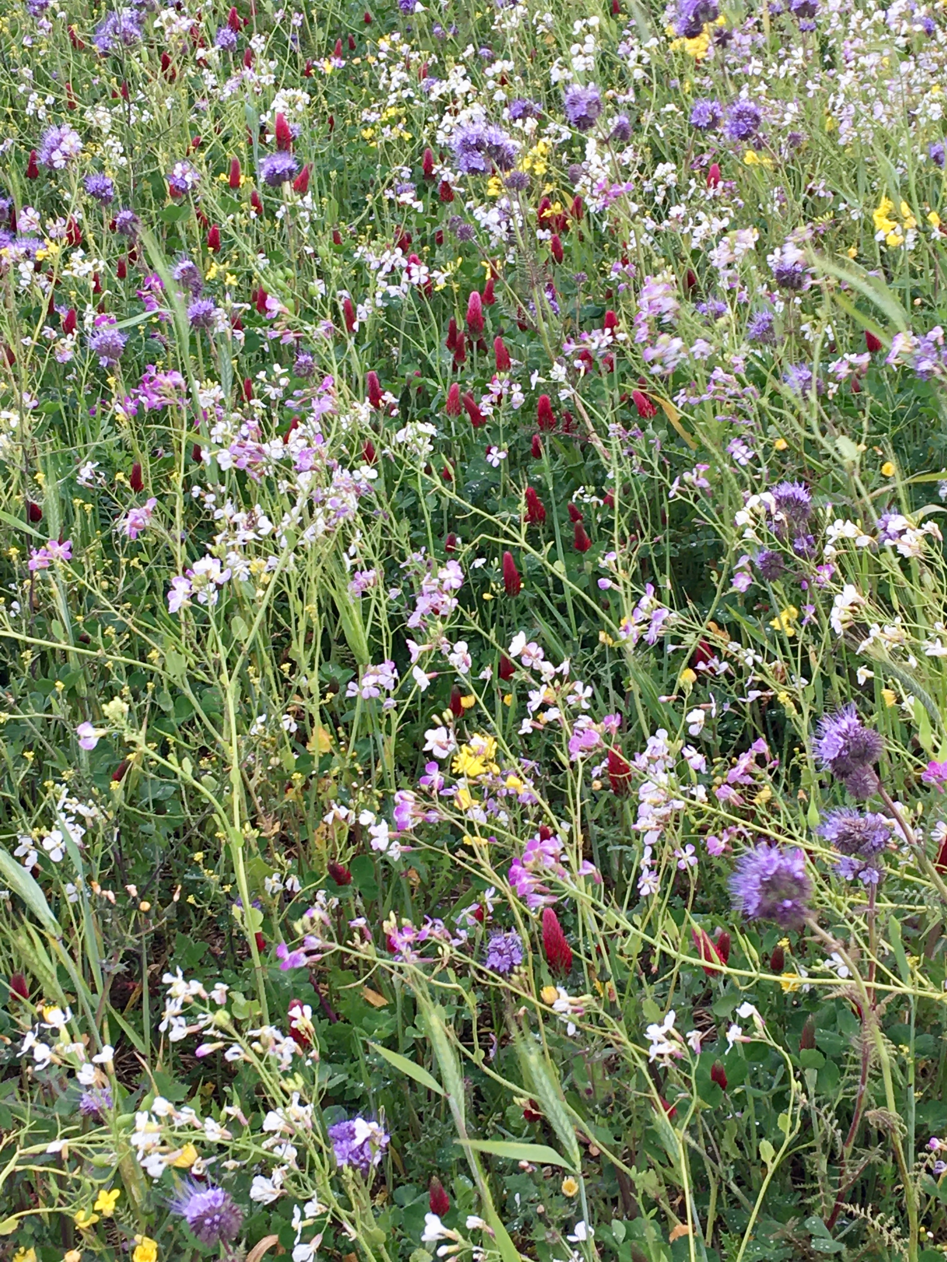 Bumblebird mix on White Cliffs