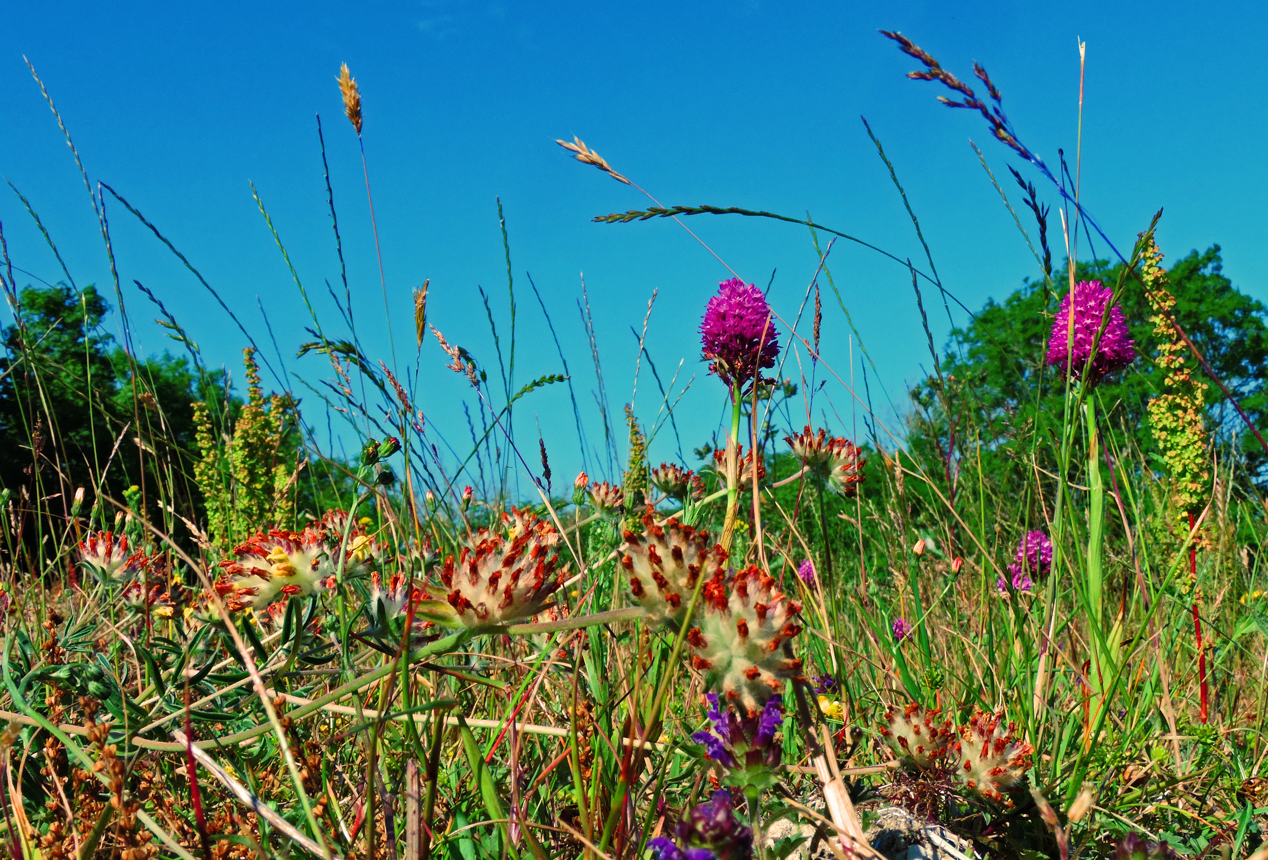 Pyramidal orchids have sprung up at Luccombe Farm on the Isle of Wight (Ian Ridett/National Trust/PA)