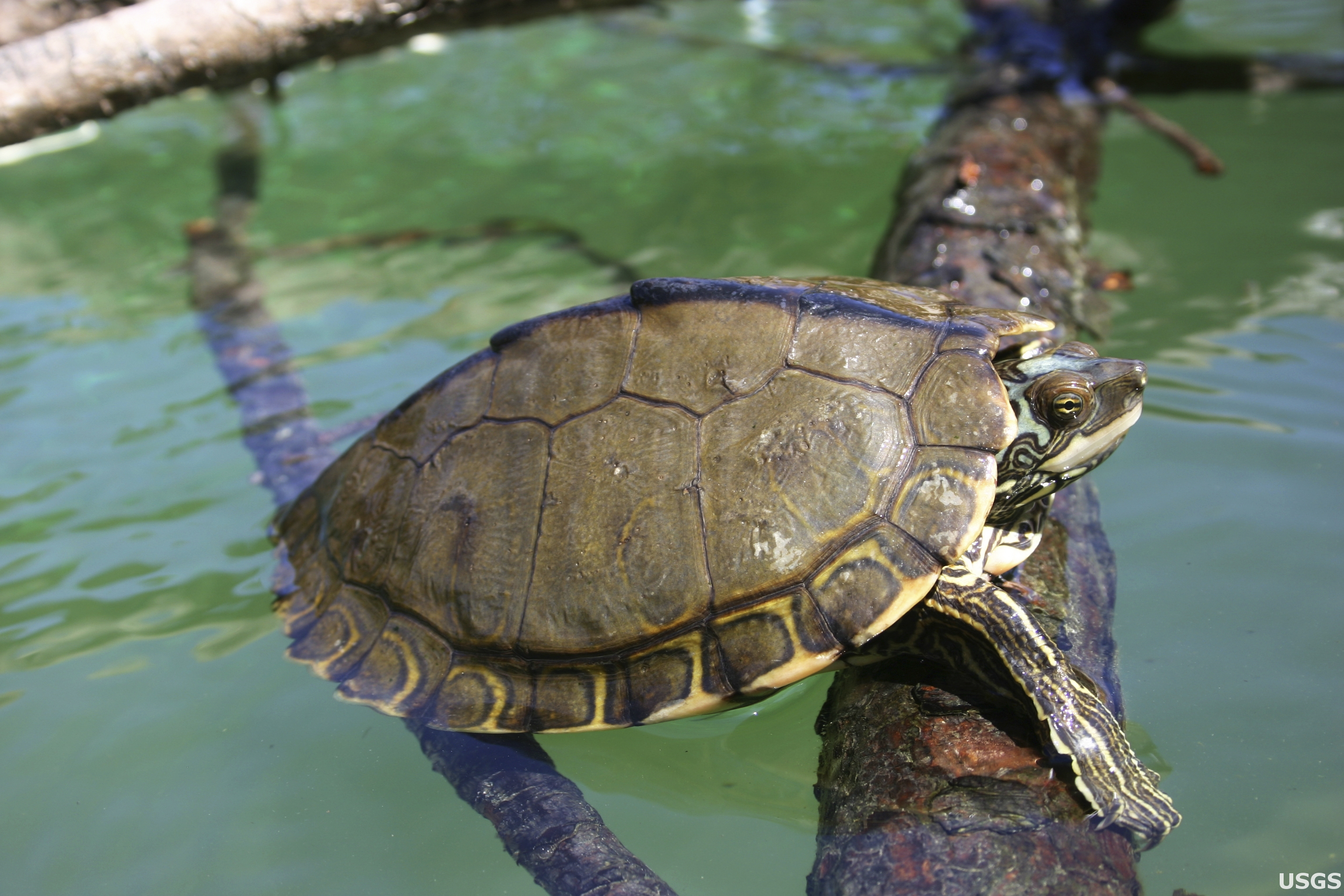 A Pearl River map turtle 