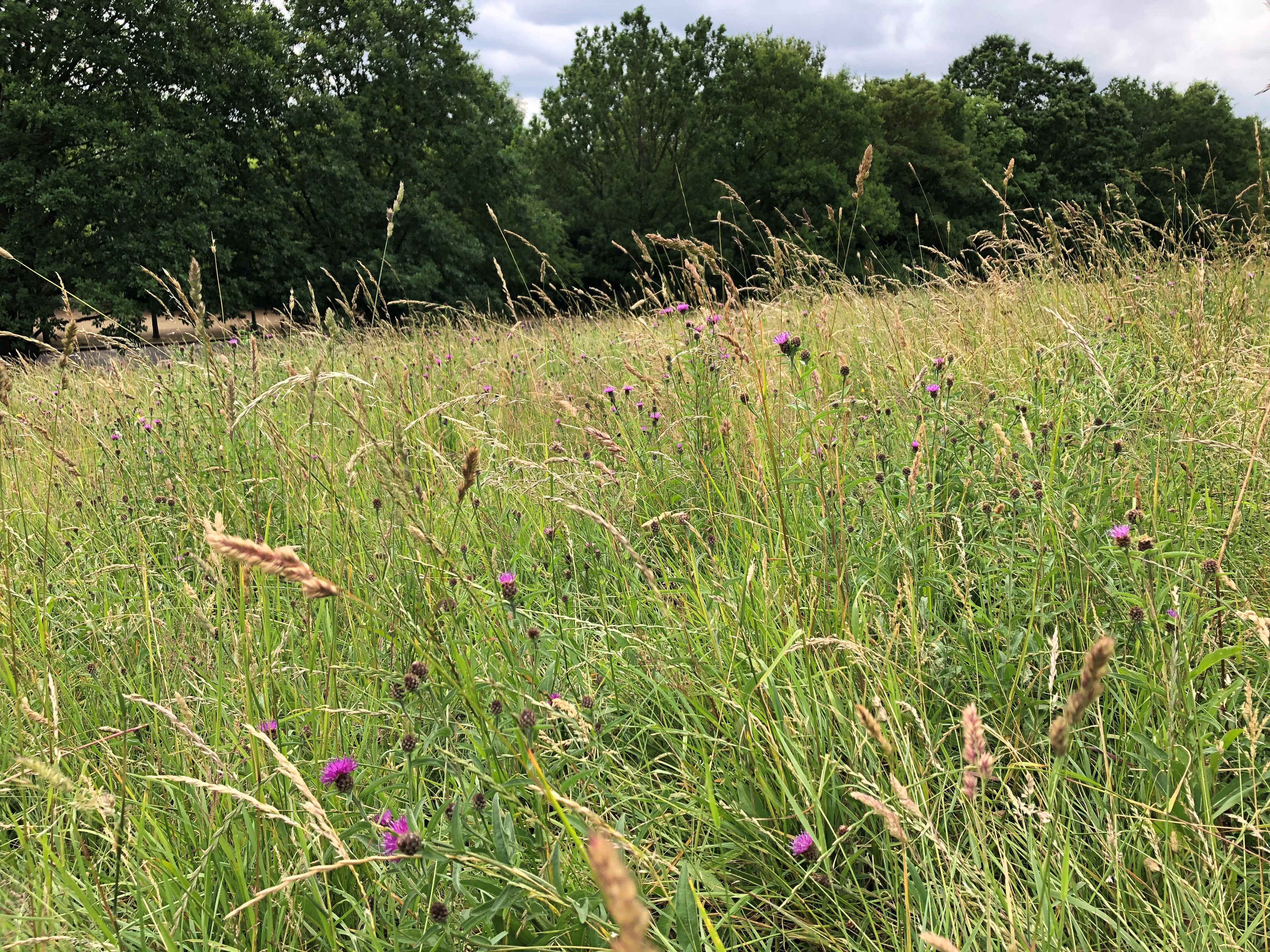 Wild areas in urban parks can create habitat for insects such as grasshoppers and butterflies