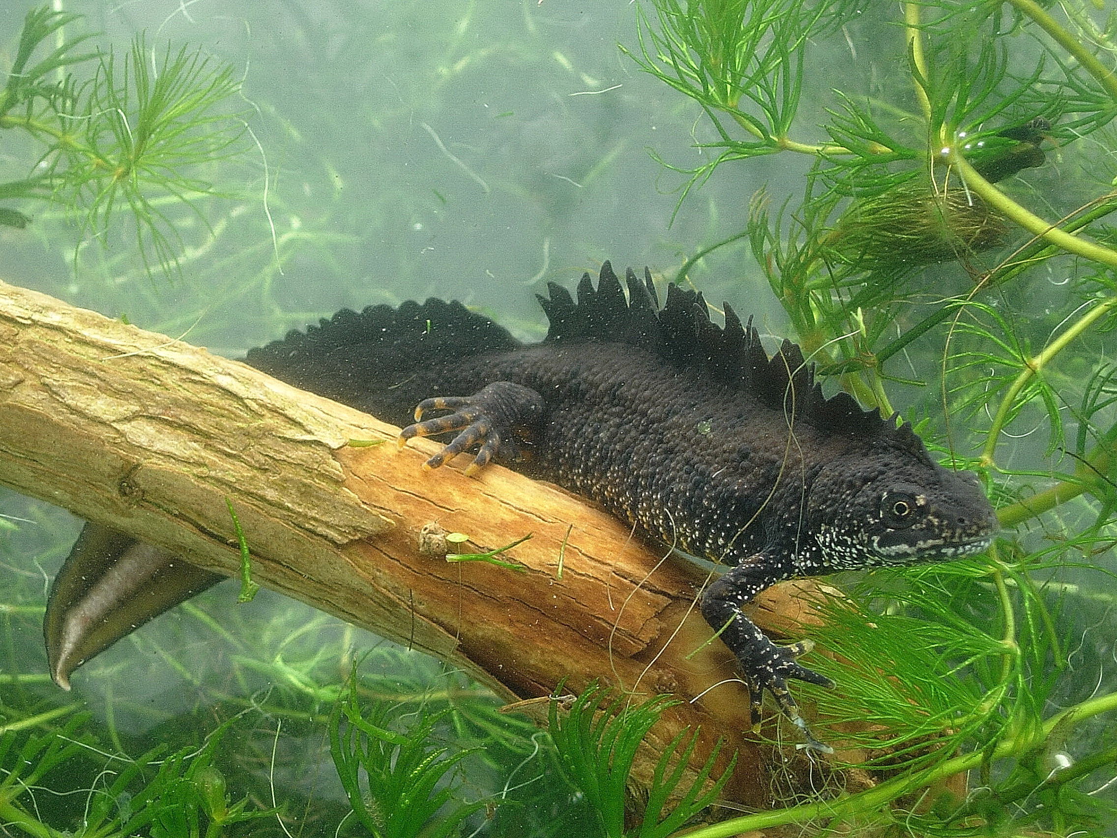 Great crested newts are protected but have seen dramatic declines in populations (James Grundy)
