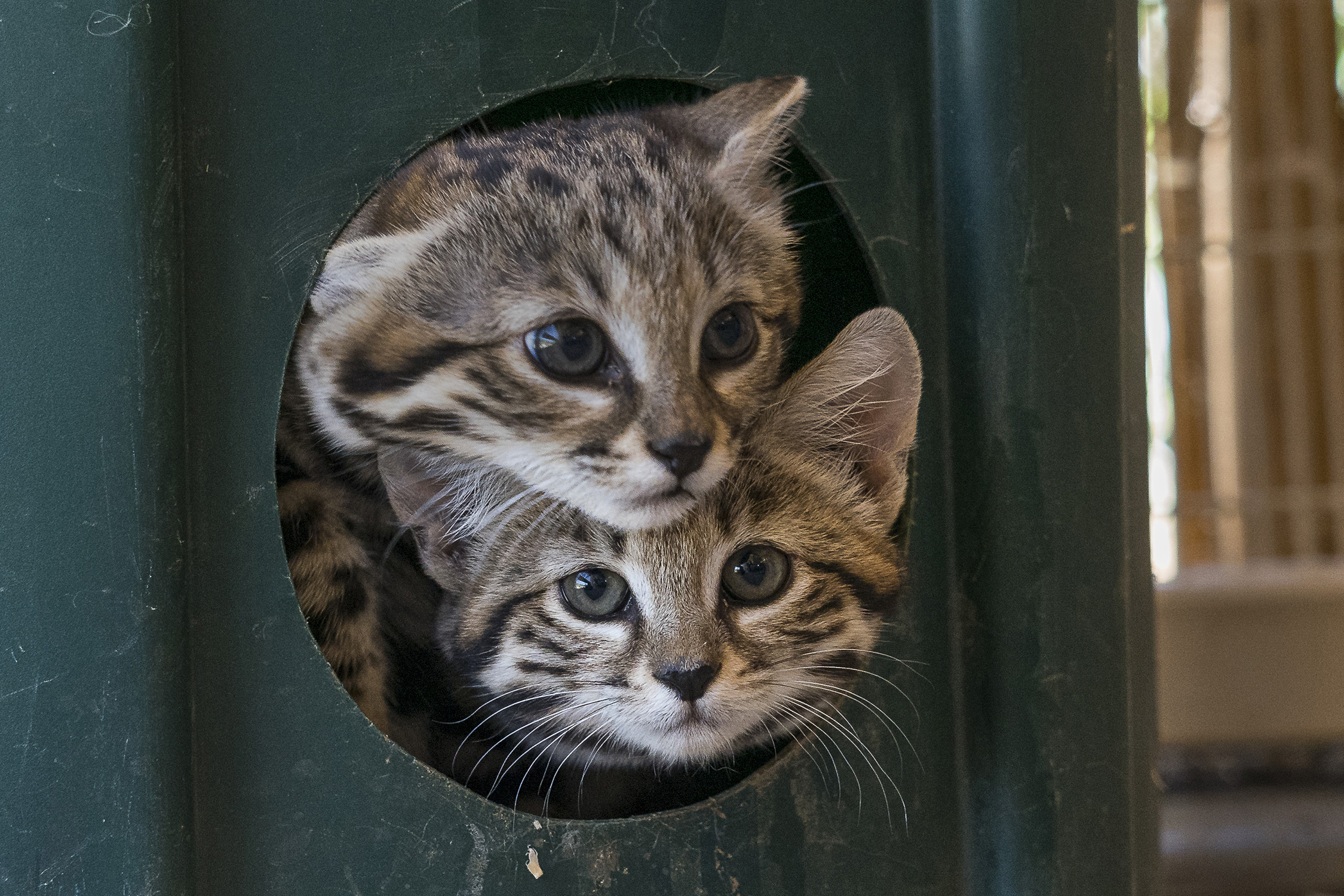 Two black-footed kittens at San Diego Zoo