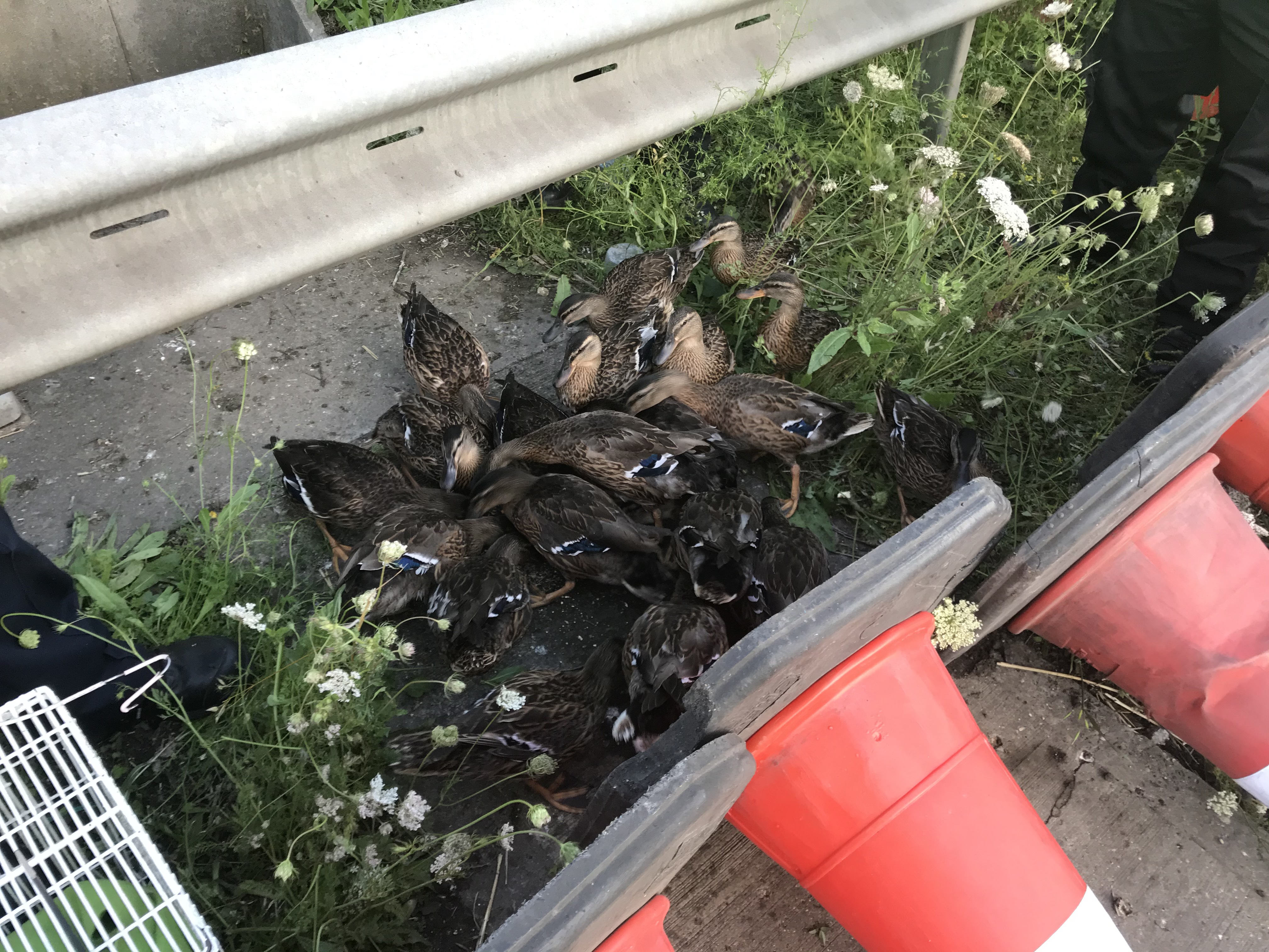 Ducks on the M25